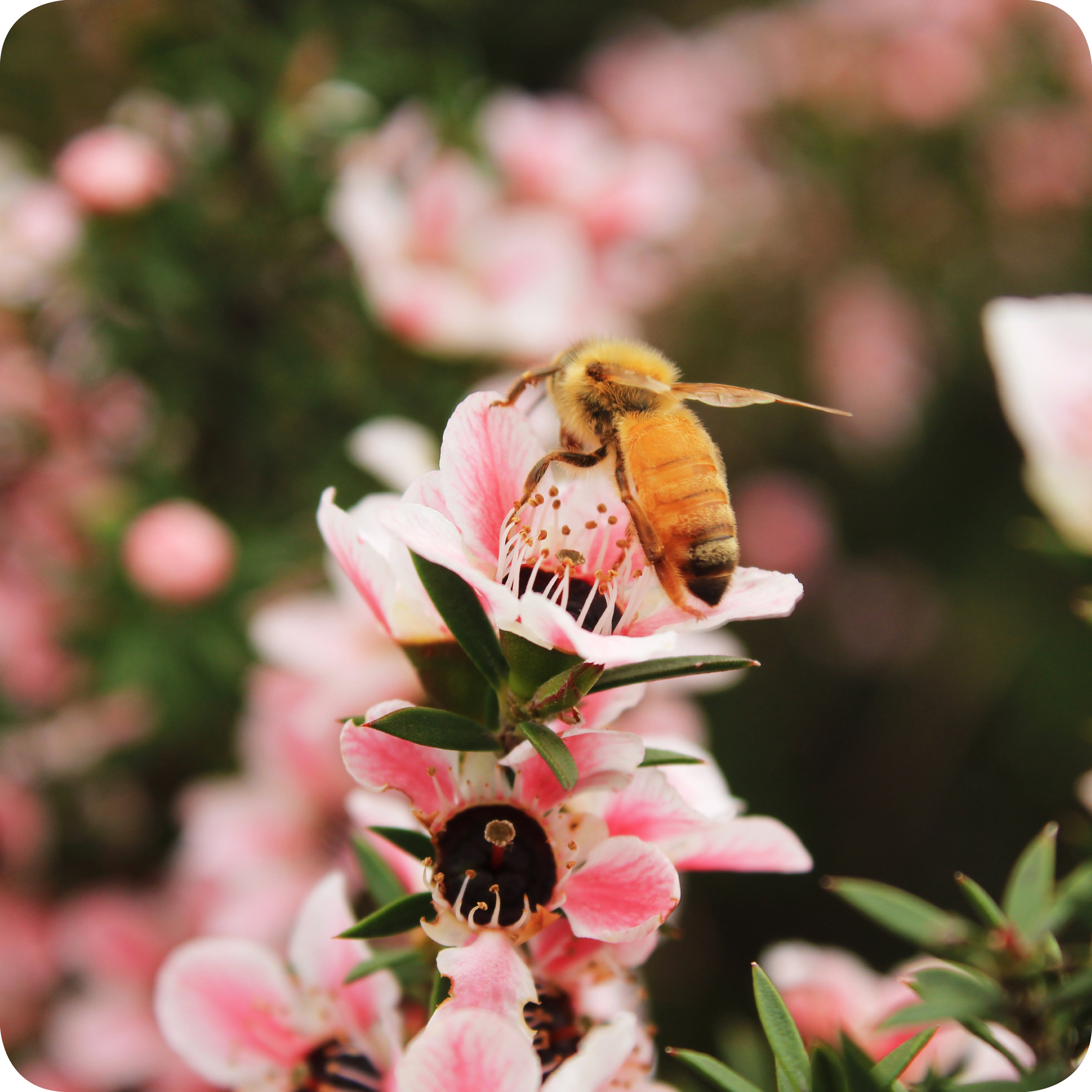 A bee pollinating a flower of the Leptospermum Scoparium tree.