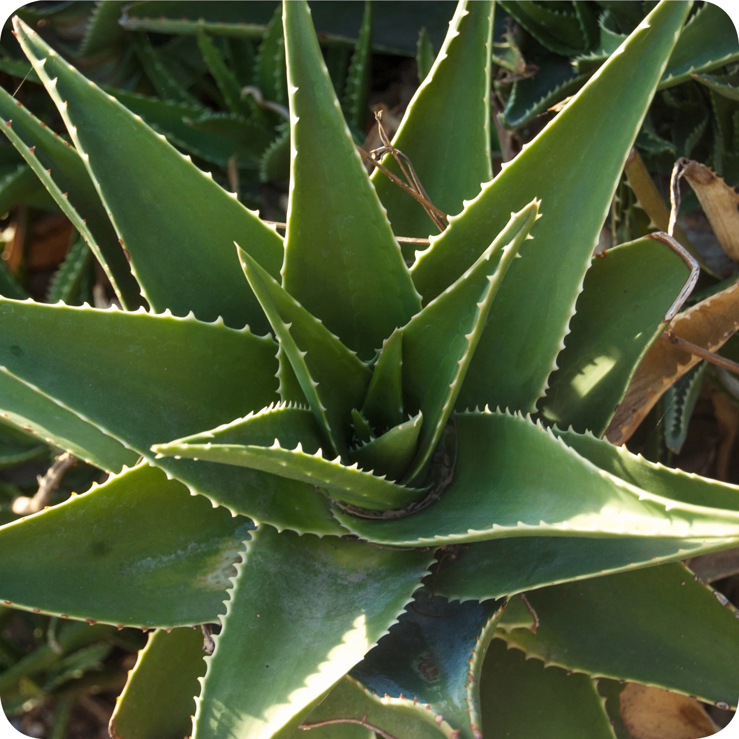 Aloe vera barbadensis plant.