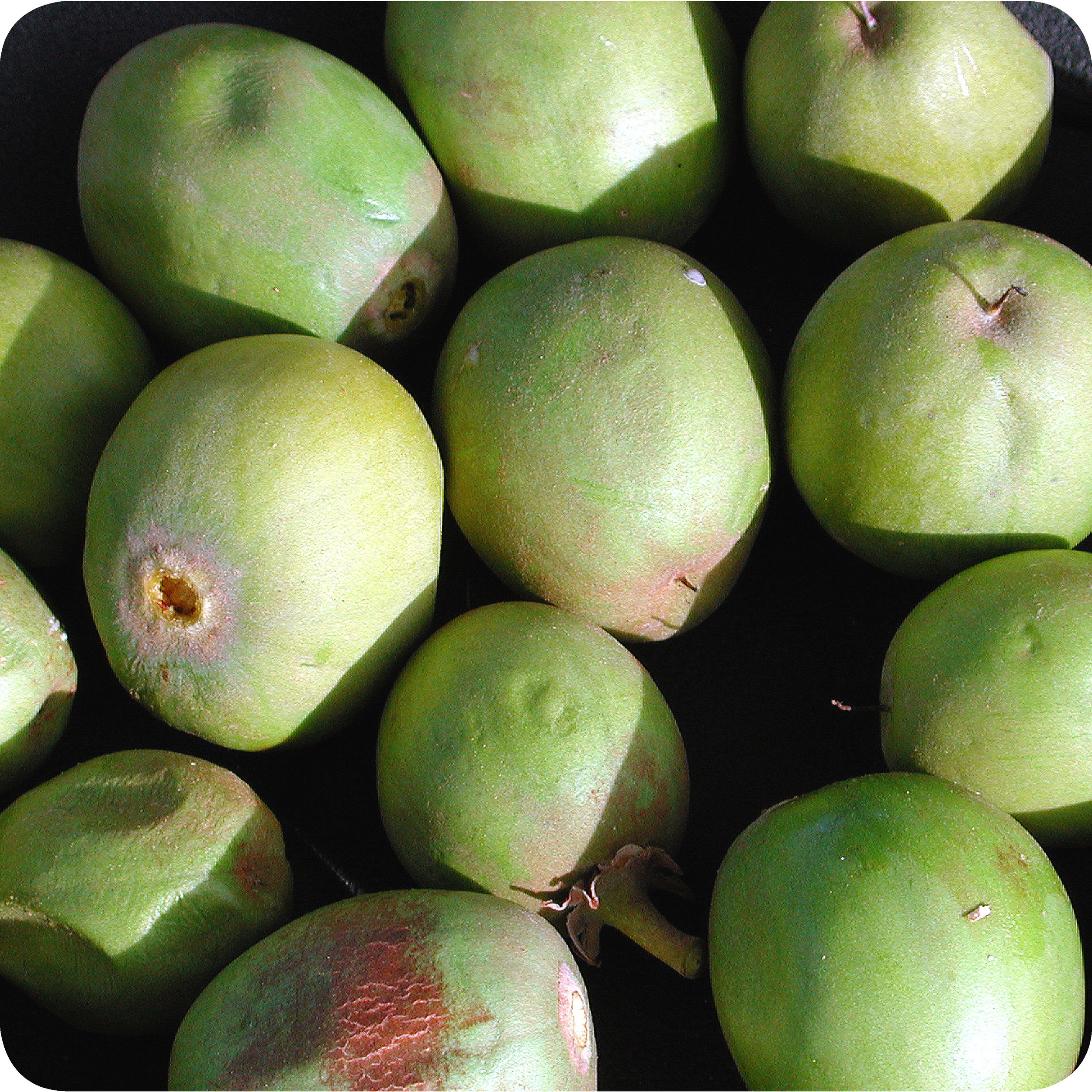 Freshly picked Vitellaria paradoxa nuts, or "Shea nuts".