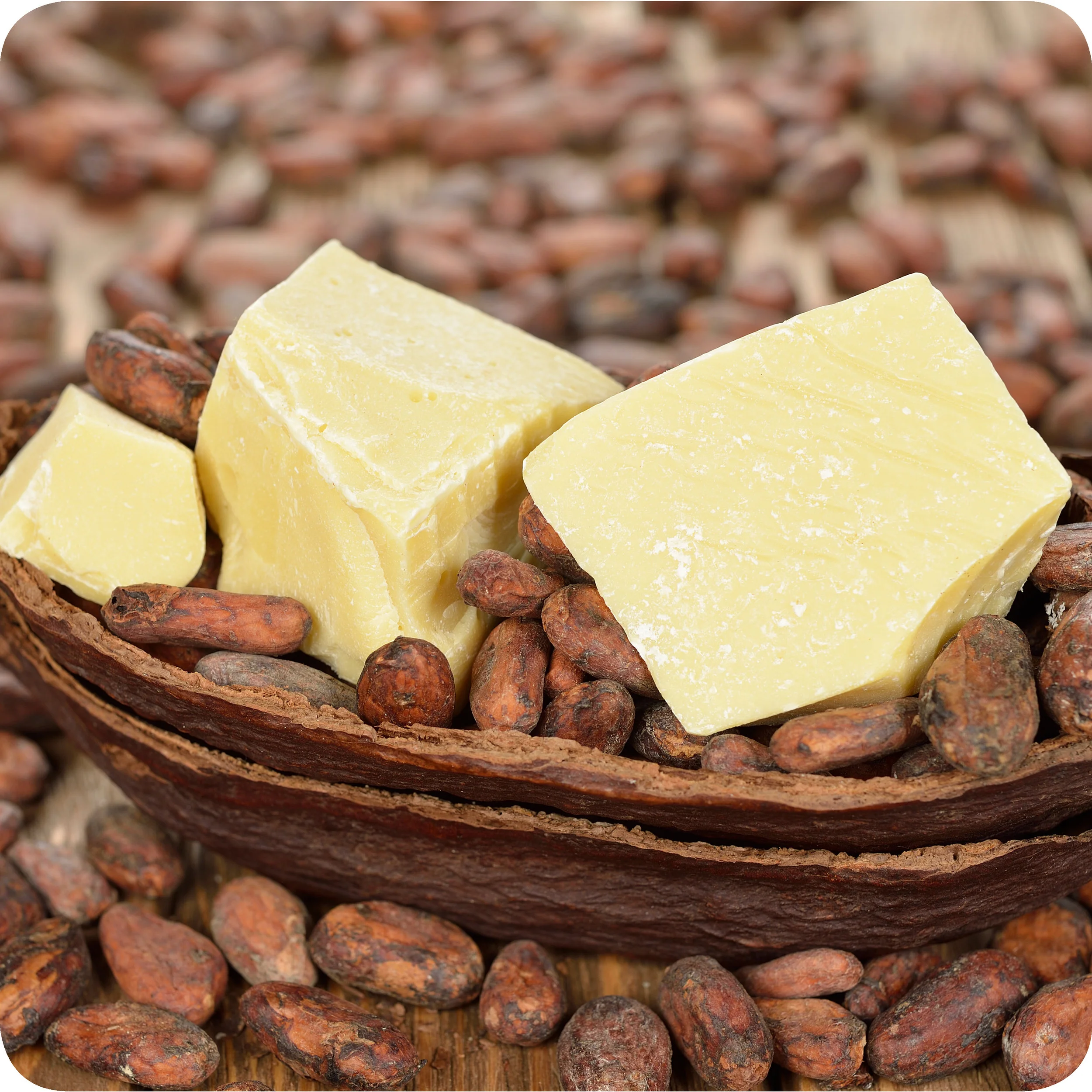 Cocoa butter among dried cocoa beans.