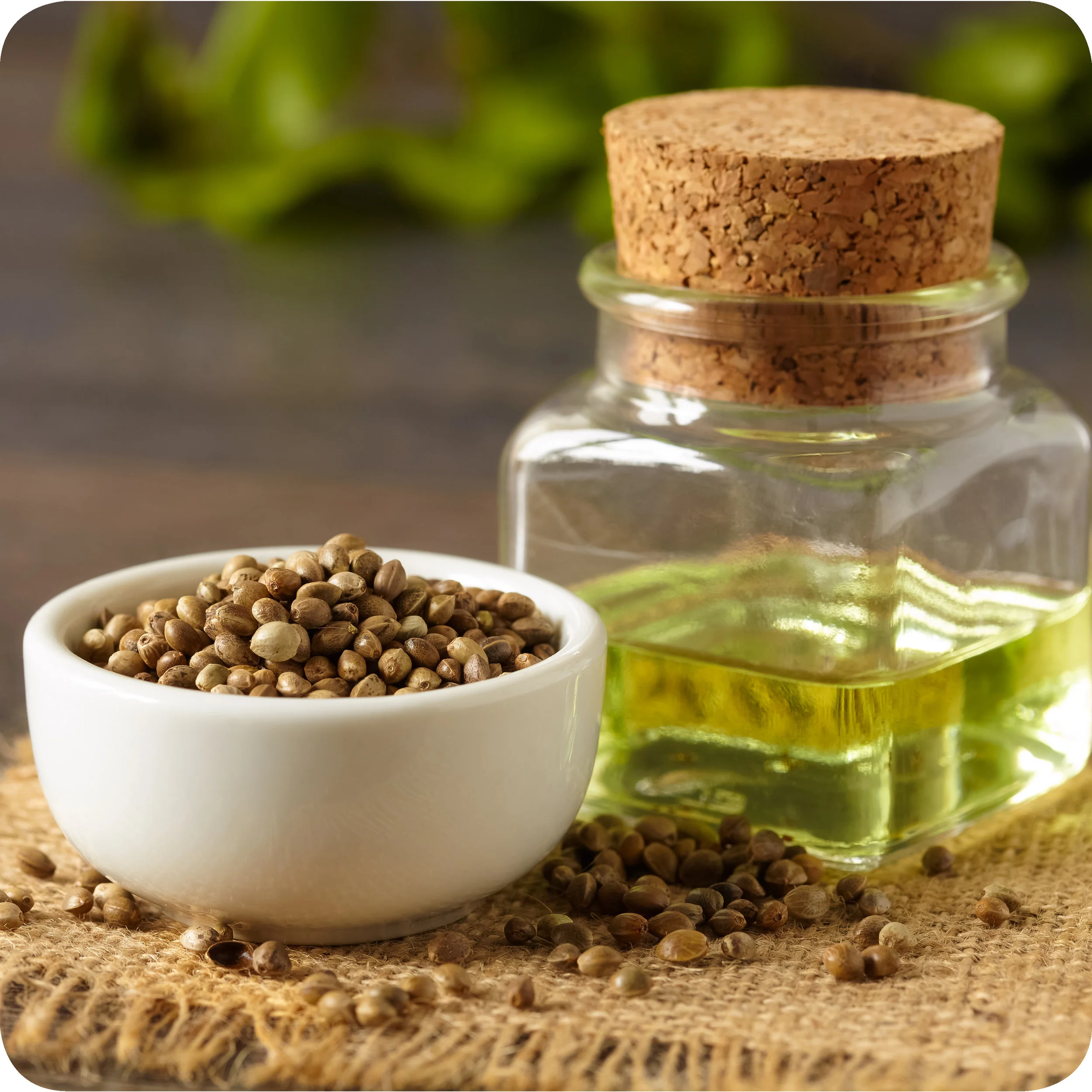Dried hemp seeds and hemp seed oil.