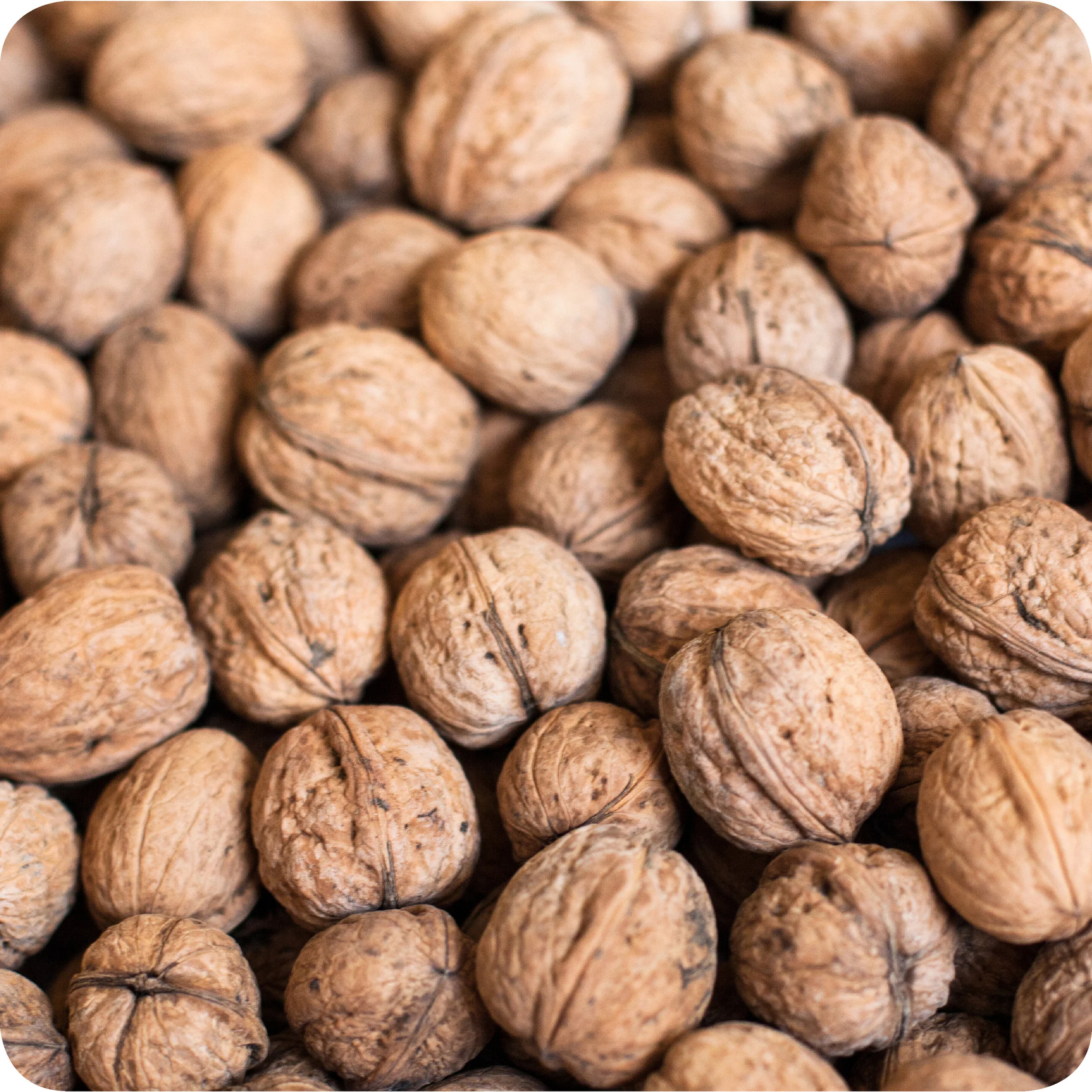 Walnuts.