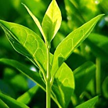 Tea Tree Derived from a plant native to Australia, its official name is Melaleuca Alternifolia. As the active ingredient, its ability to unclog pores and helps treat the underlying problem that creates thinning hair.