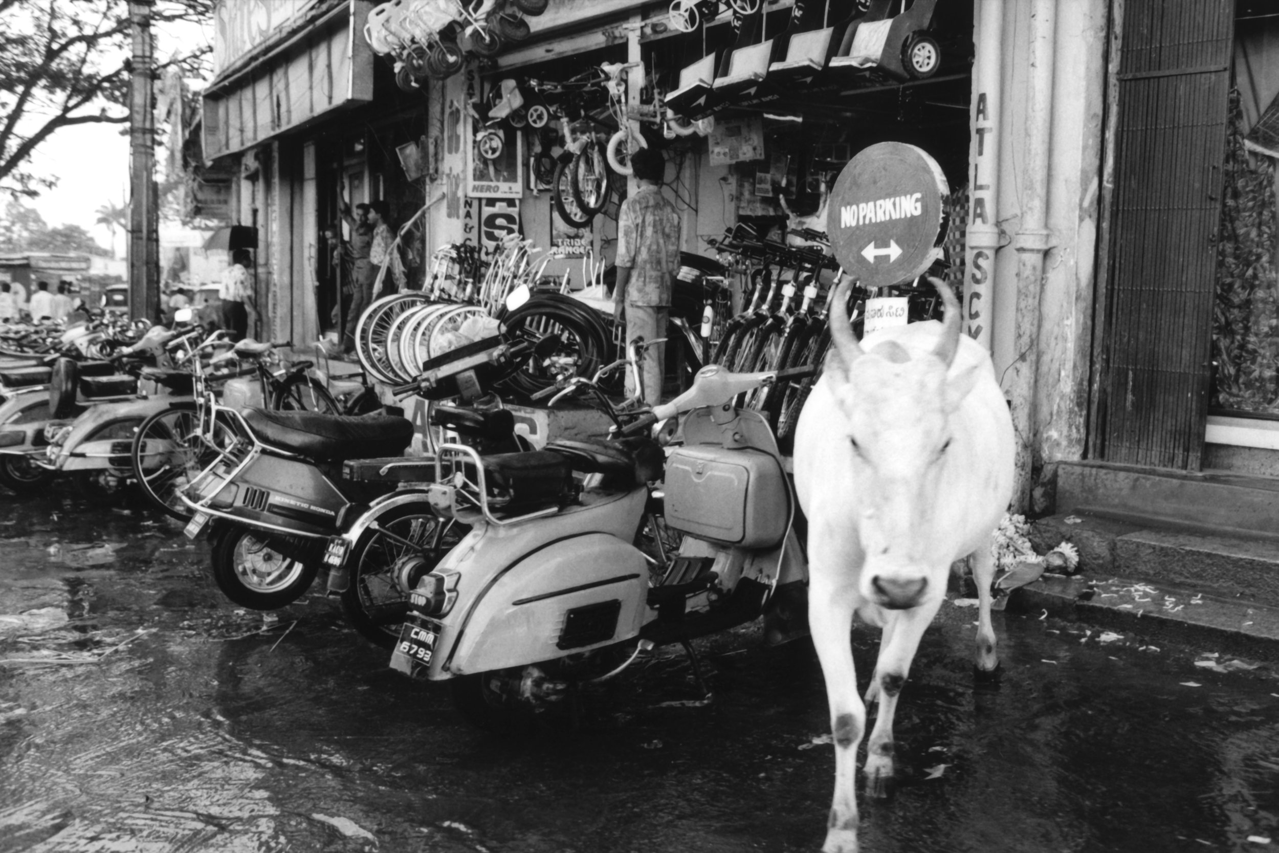 Cow and Motorcycles.jpg