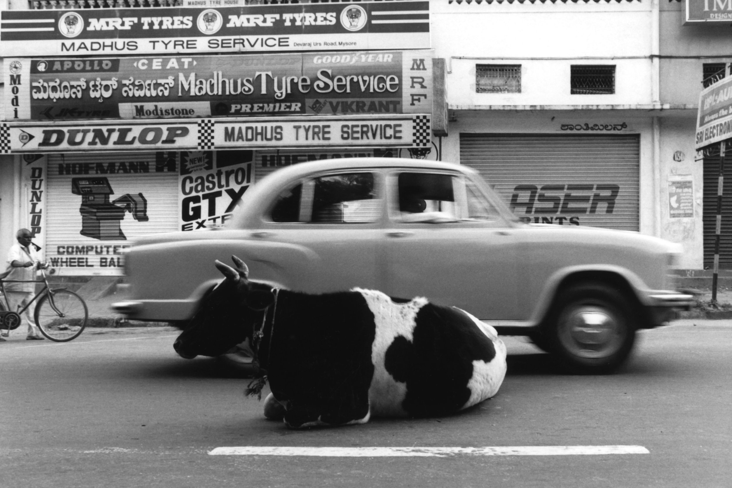 Cow in Front of Car.jpg