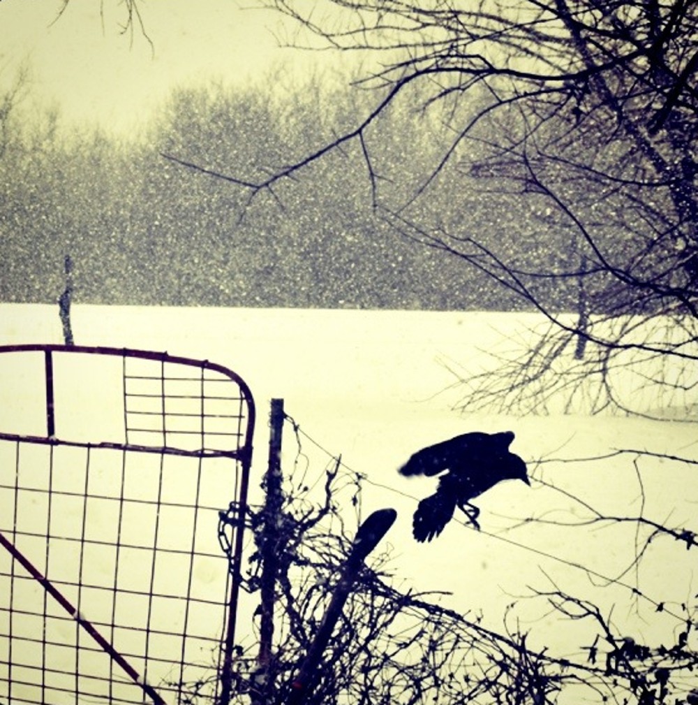 Christine Brown-As the Crow Flies.jpg