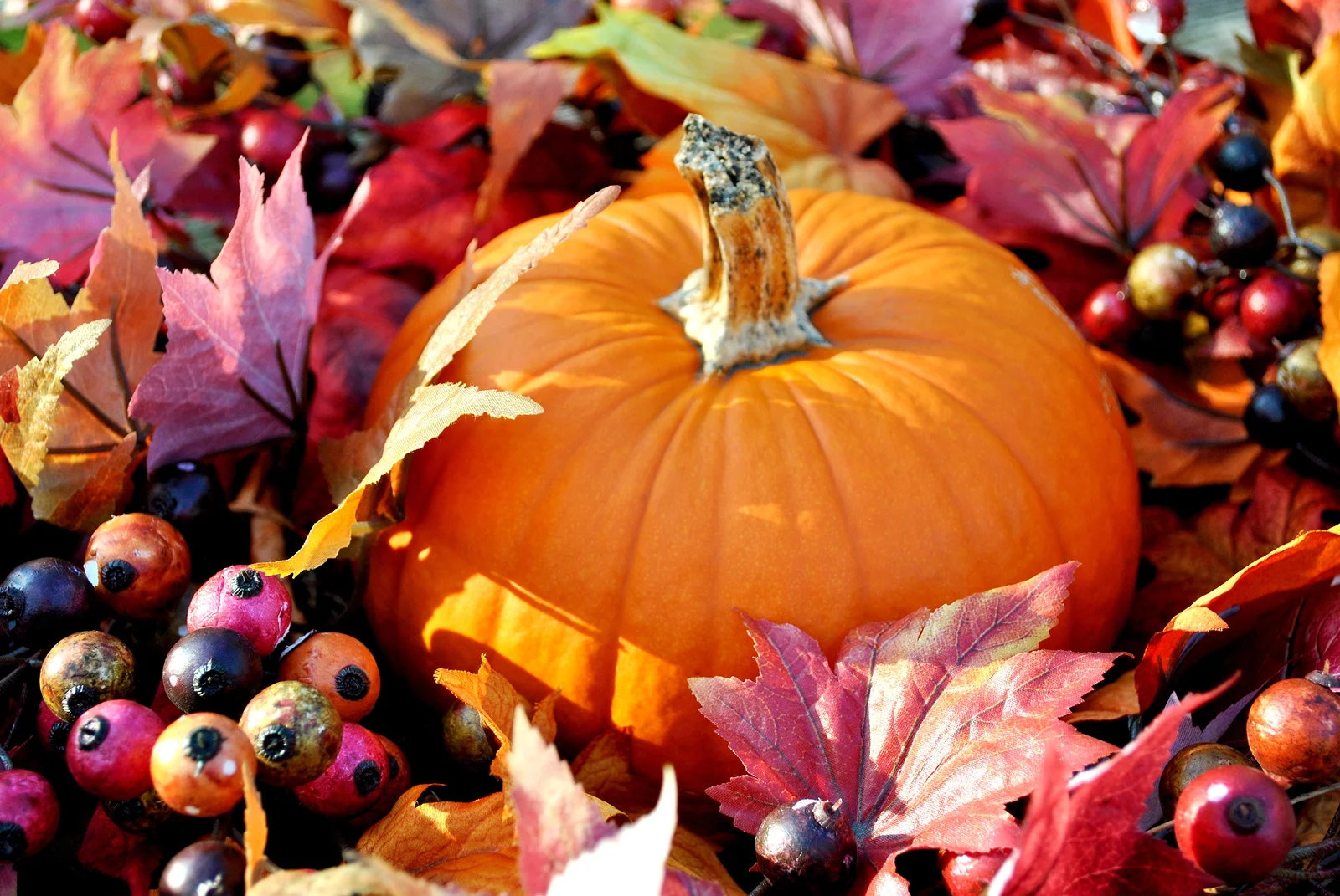 bigstock-Thanksgiving-Pumpkin-49944248.jpg