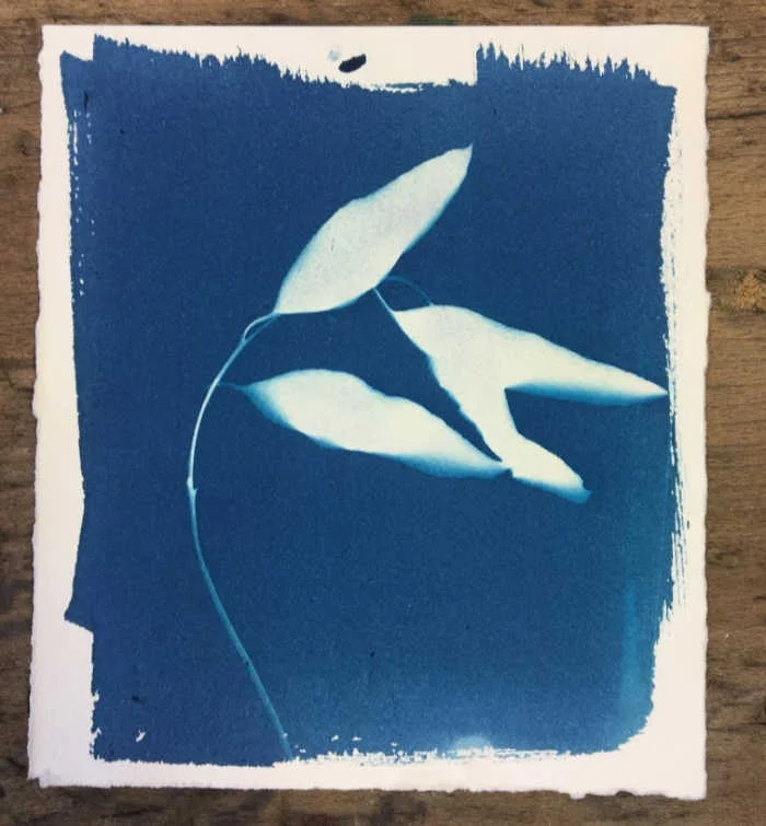 Cyanotype