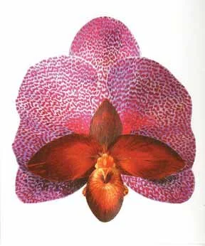 "BOTANICALS" Exhibition by Antje Manser accompanied by Mykl Ruffino's "New Works" 