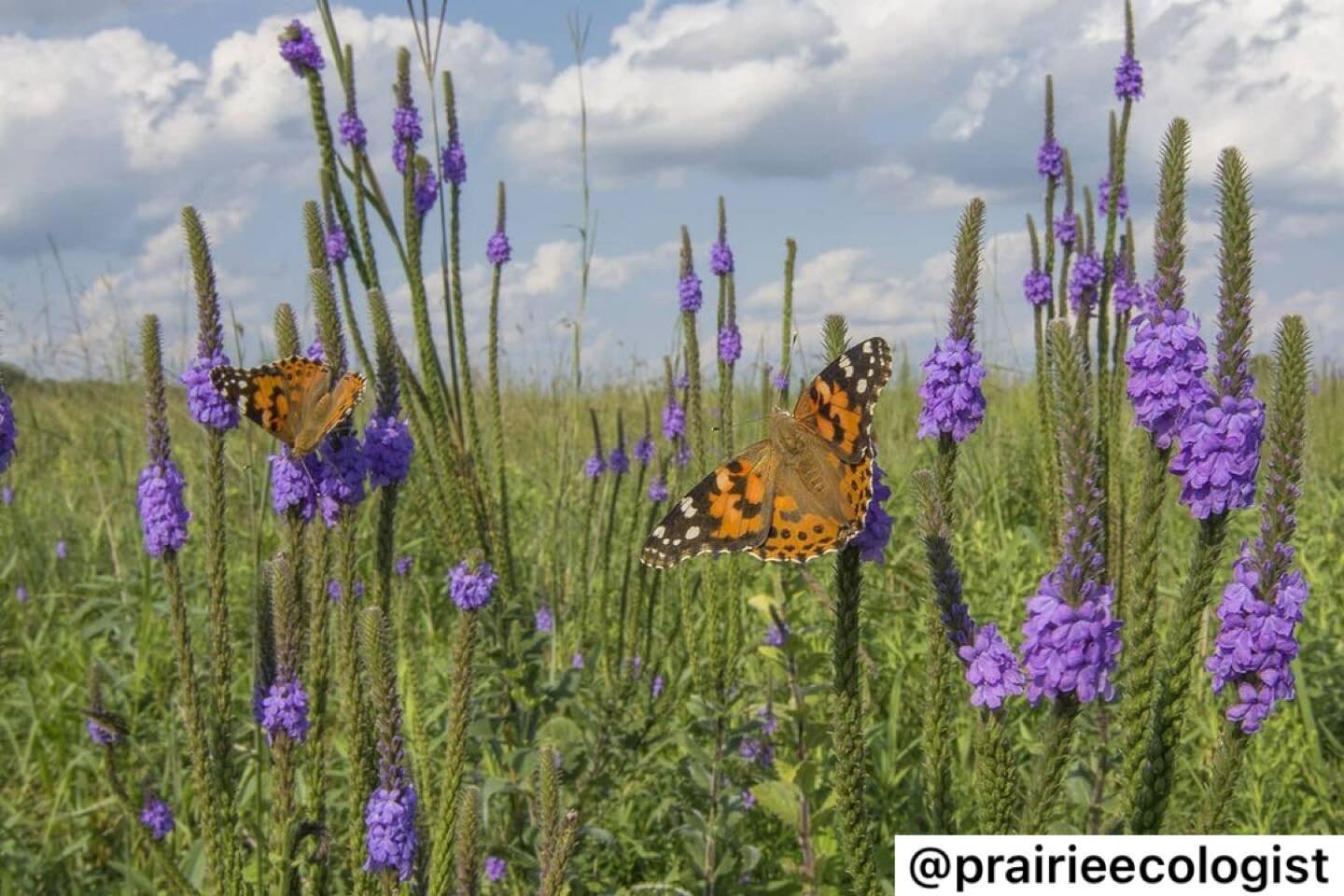 Are you ready for some of this?  Coming to a Savanna near you.  We&rsquo;re on the home stretch.  Hang in there, this Spring will be spectacular.  #discoverstillwatermn #prairieecologist @tvl_studio @redstonearchitecturalhomes #deusmodern @landbridge