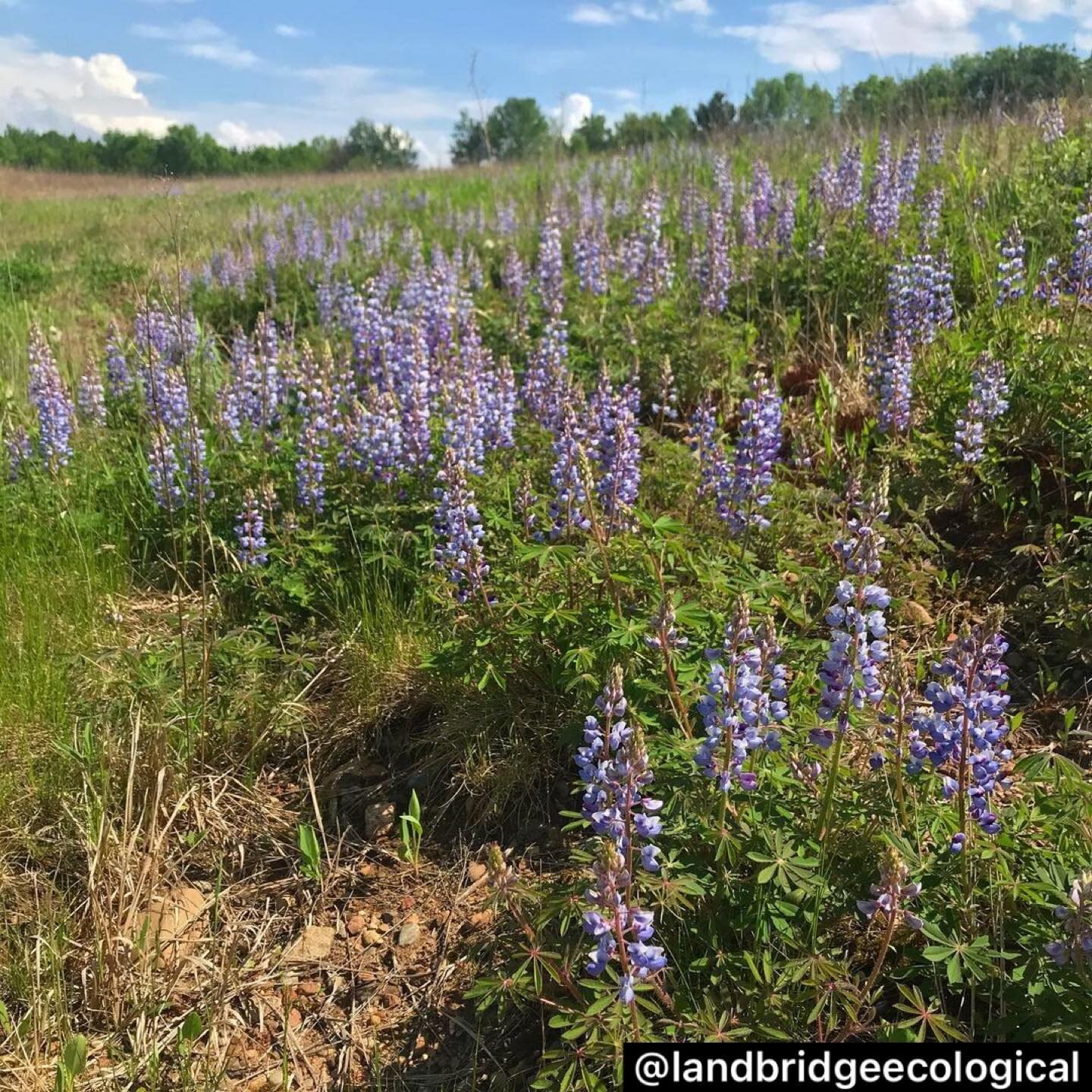 Dormant seeded in the fall of 2019, 2020 was our first growing season of our restored prairie by @landbridgeecological.  These wild lupines are our first blooming forbes this season.  Let the blooms begin.