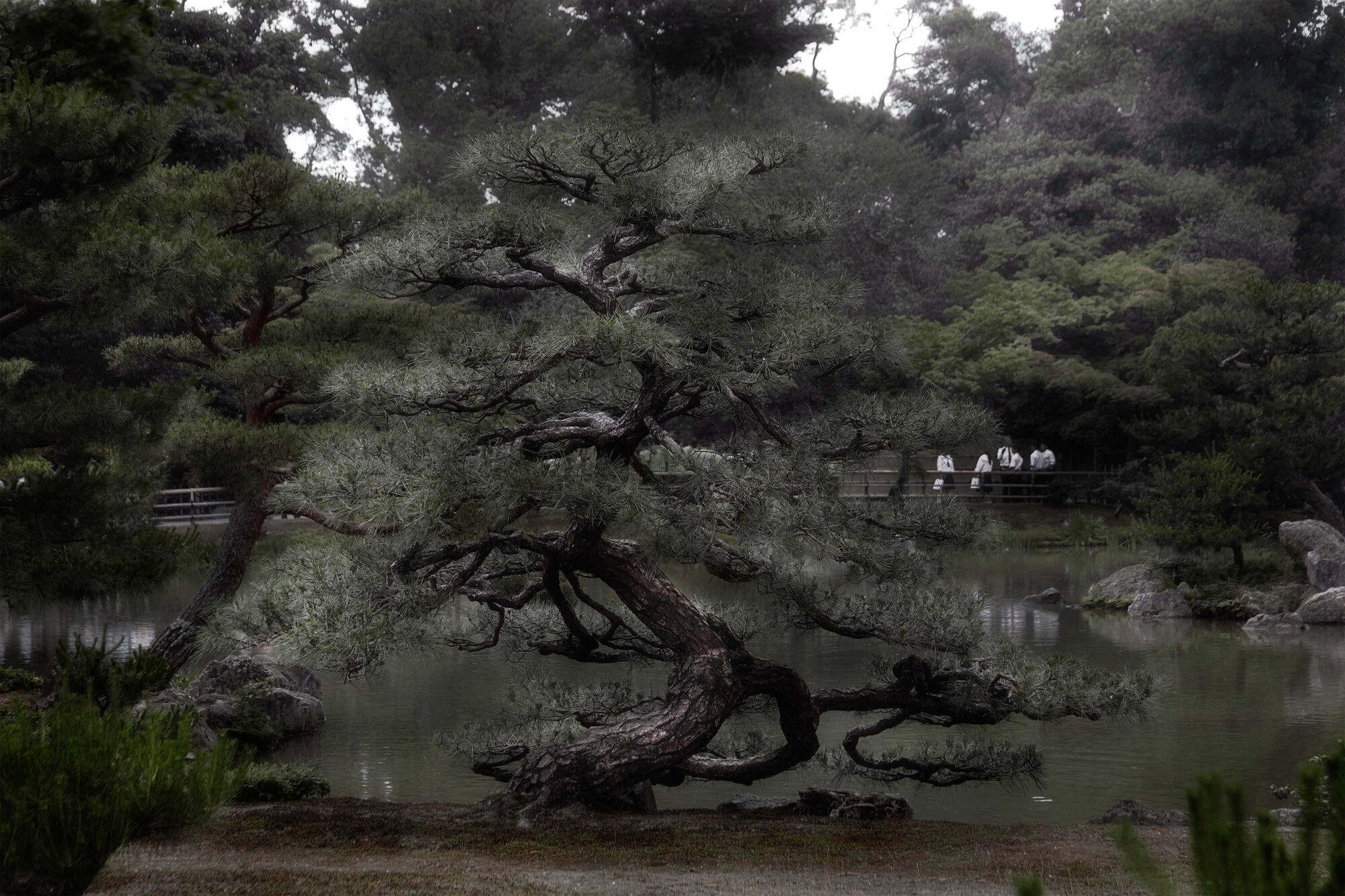 Optimized_Shen-Wei-(Between-Blossoms-Series)-Bonsai-2014.jpg