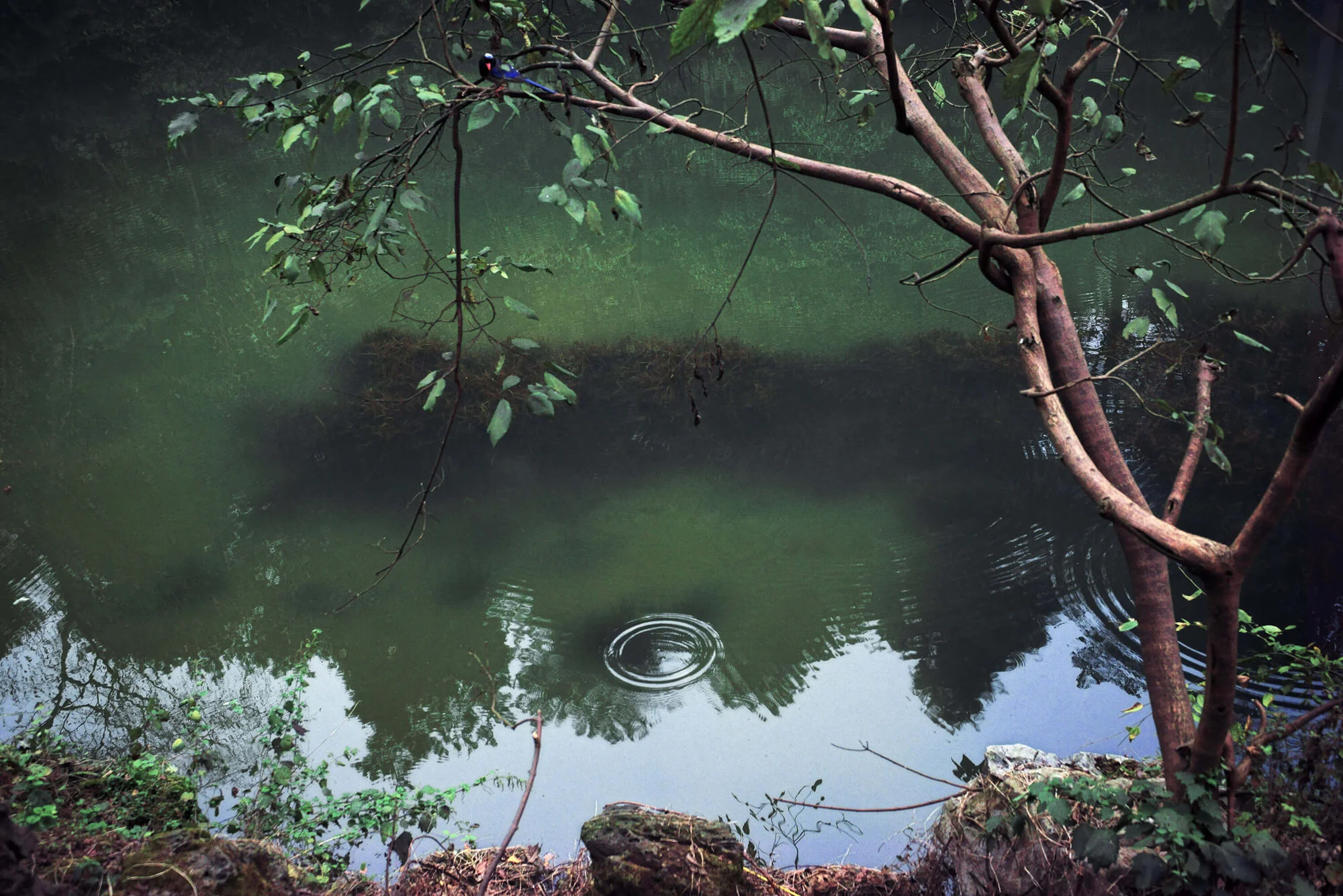 Optimized_Shen-Wei-(Between-Blossoms-Series)-Ripples-2015.jpg