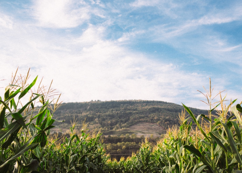 ROADSIDE - A Harvest Social Returns this Fall