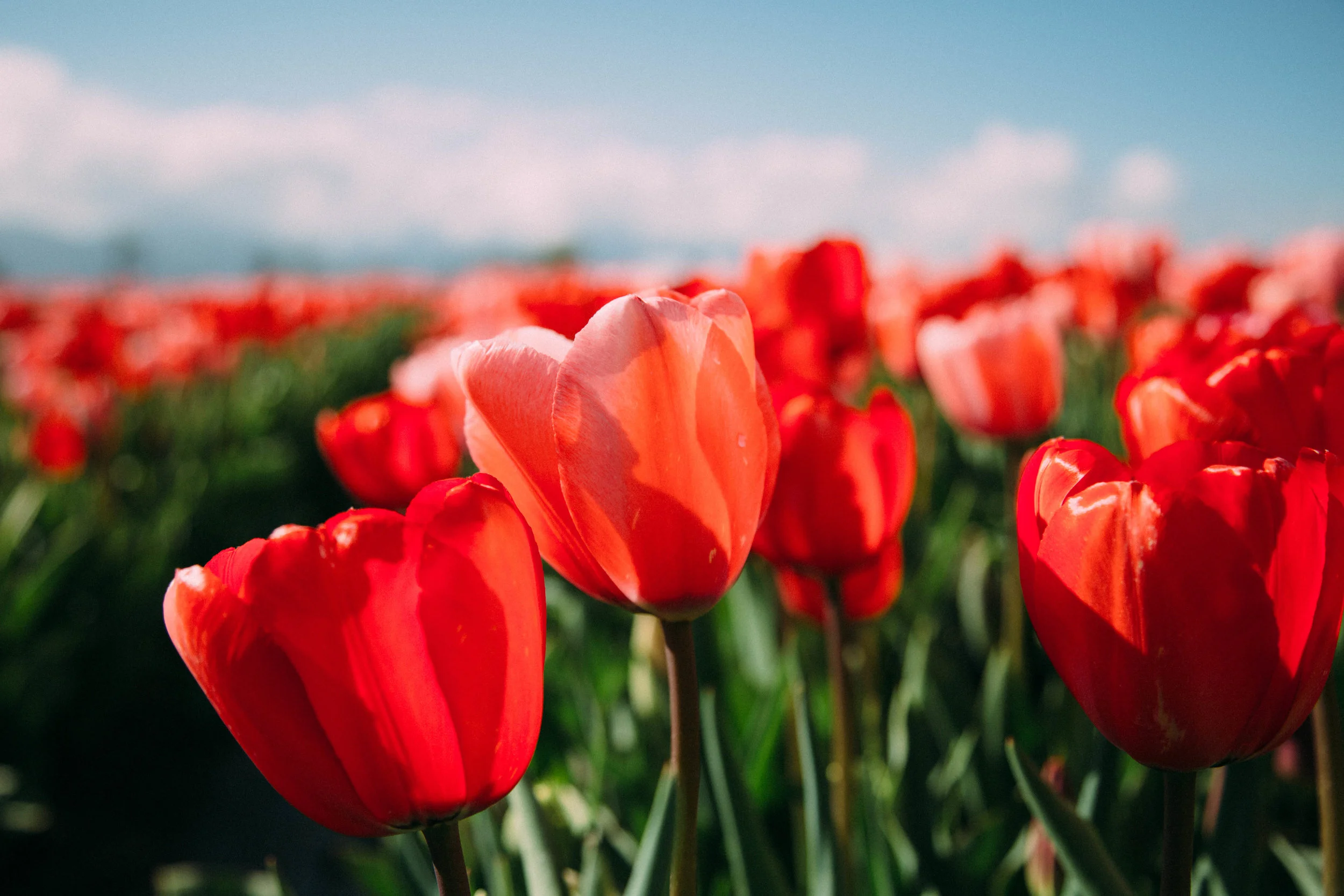 Celebrate Spring at the Most Colourful Event of the Season!