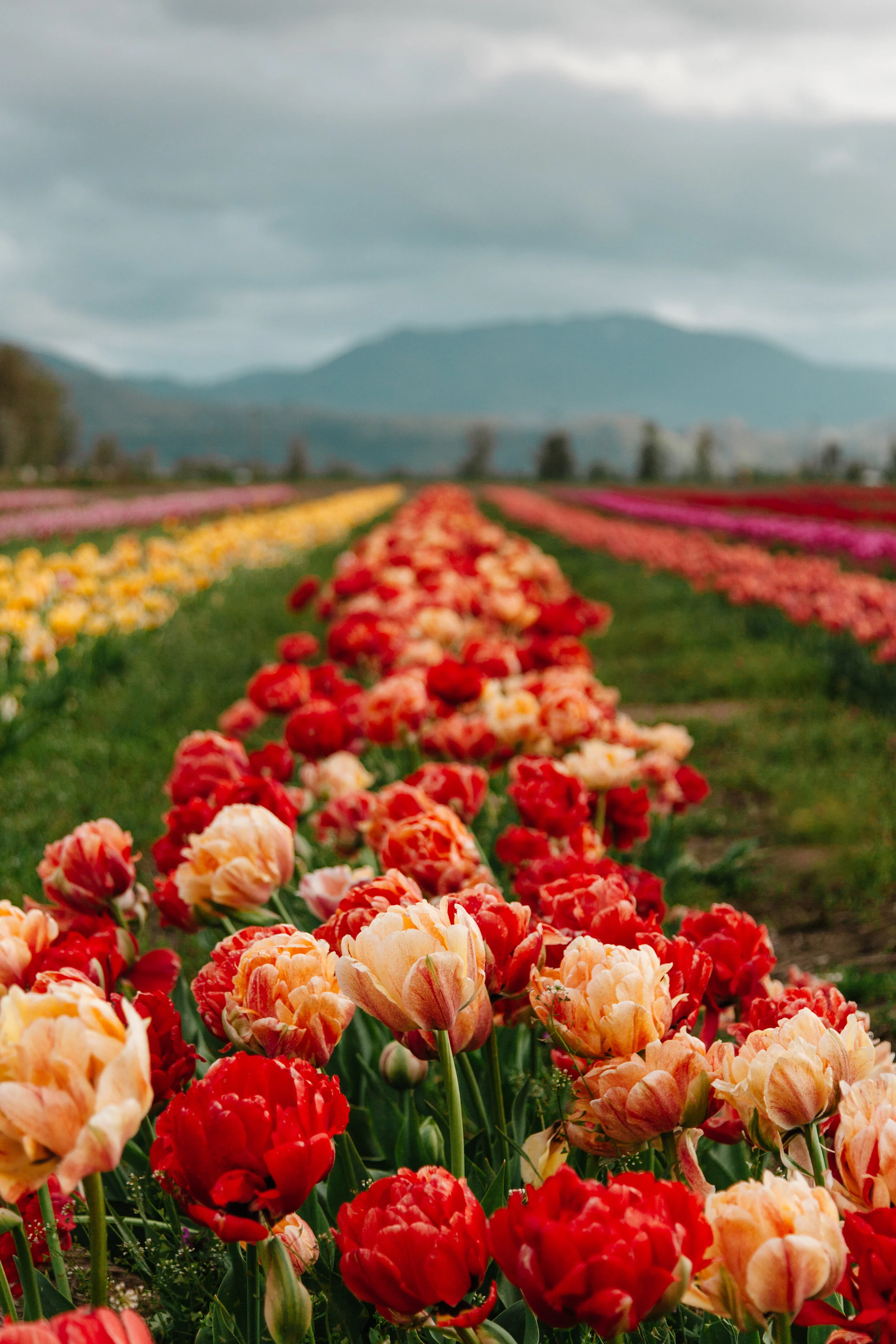BLOOM - THE ABBOTSFORD TULIP FESTIVAL SAYS FAREWELL TO THE FRASER VALLEY WITH PLANS TO BLOOM AGAIN IN NORTHERN OKANAGAN 