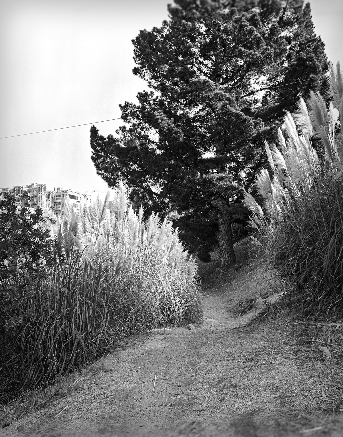 Portrero Hill Path