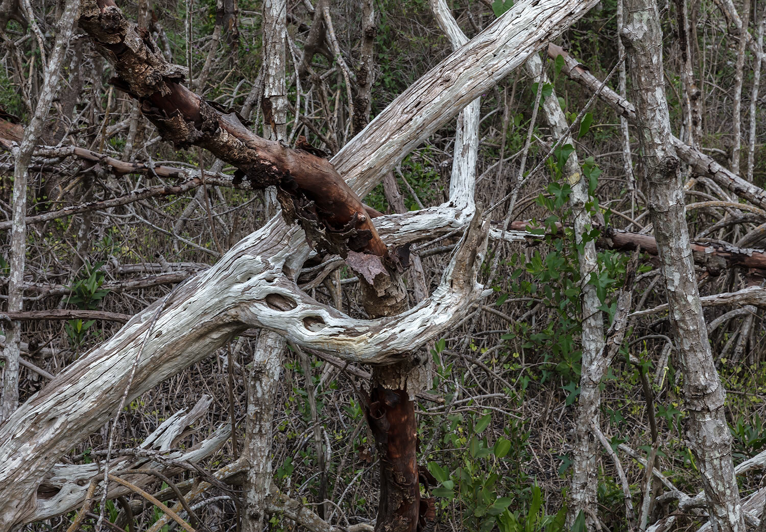 A Forked Branch