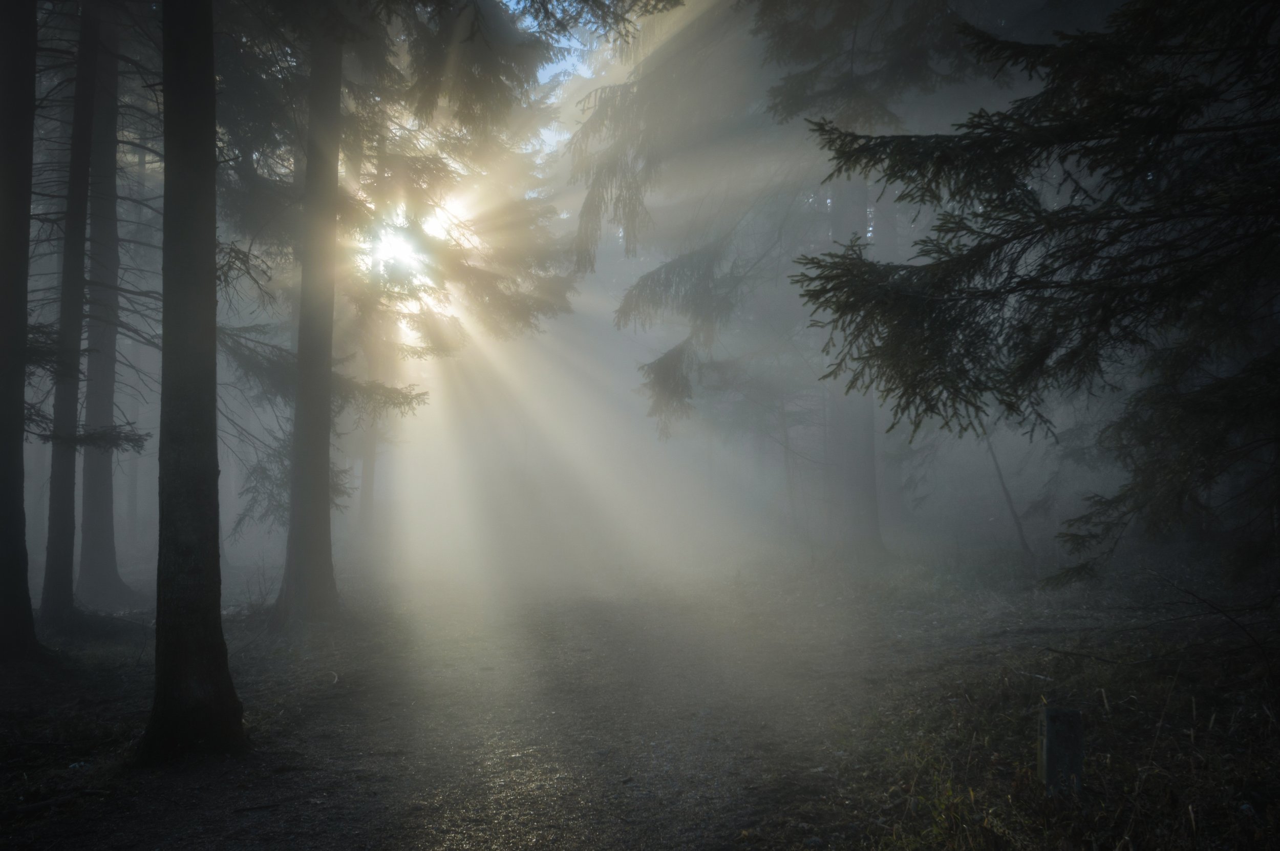 misty forest.jpeg