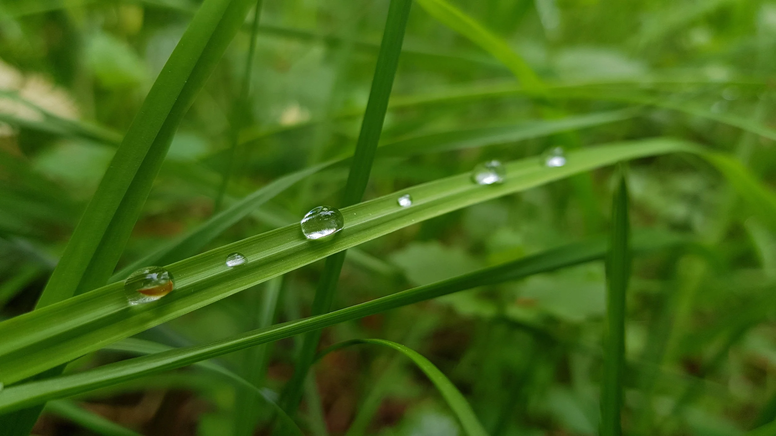 grass.jpeg