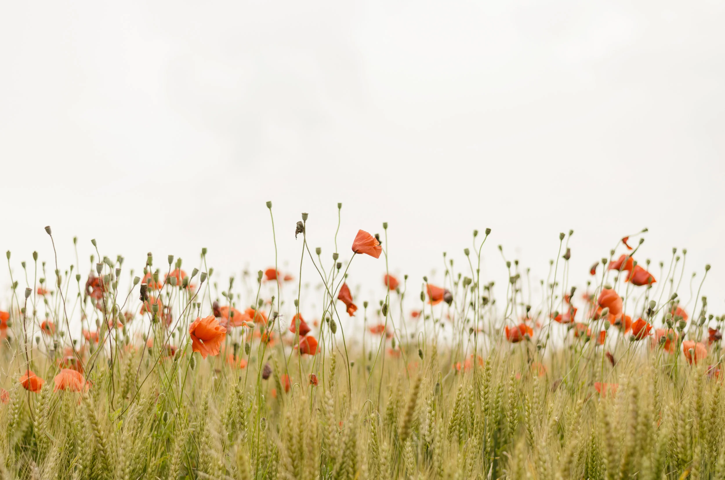 white sky field.jpeg