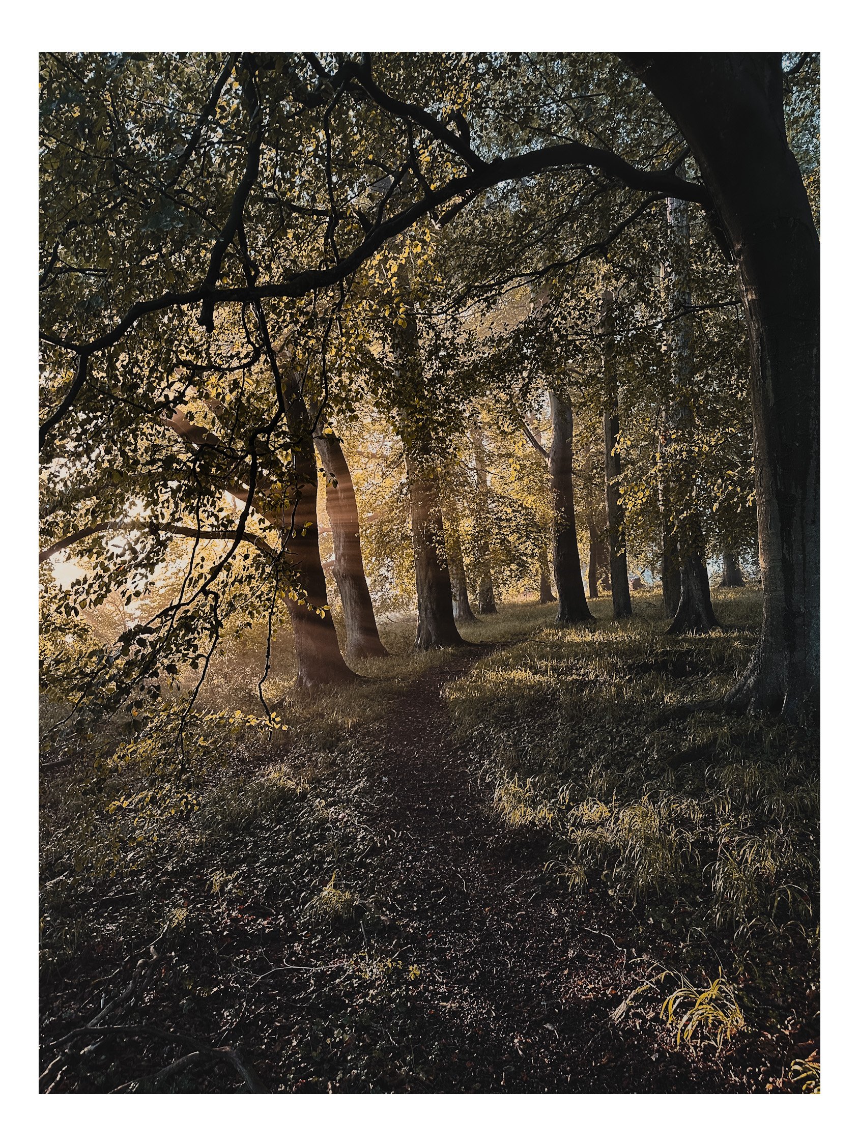 Jamie-Fraser-Photography-The Chiltern Hills-Buckinghamshire-IMG_7301.JPG