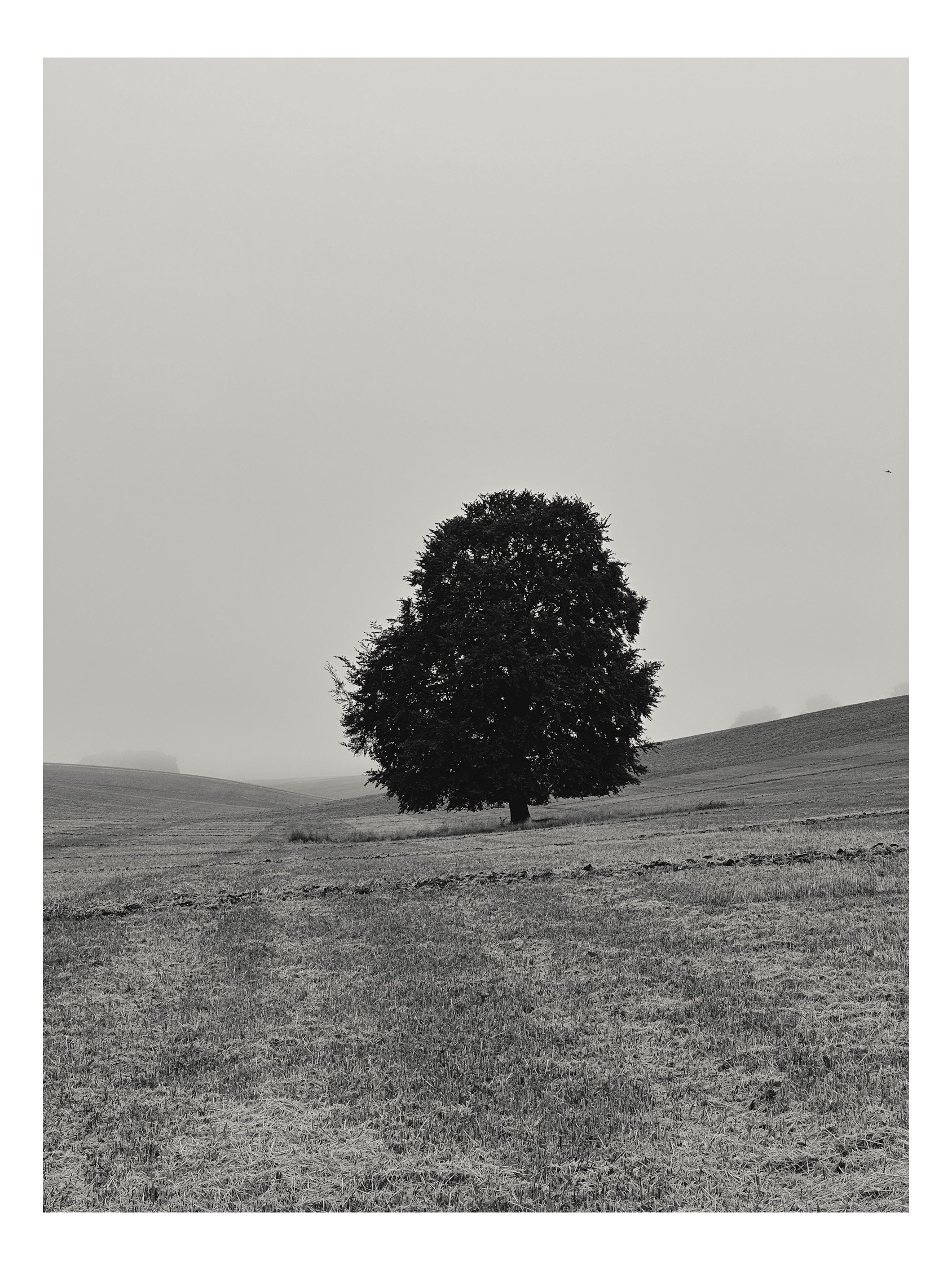 Jamie-Fraser-Photography-The Chiltern Hills-Buckinghamshire-IMG_7303.JPG
