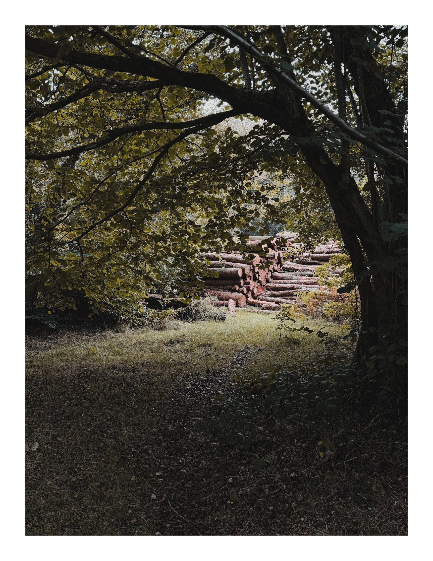 Jamie-Fraser-Photography-The Chiltern Hills-Buckinghamshire-IMG_0985.JPG