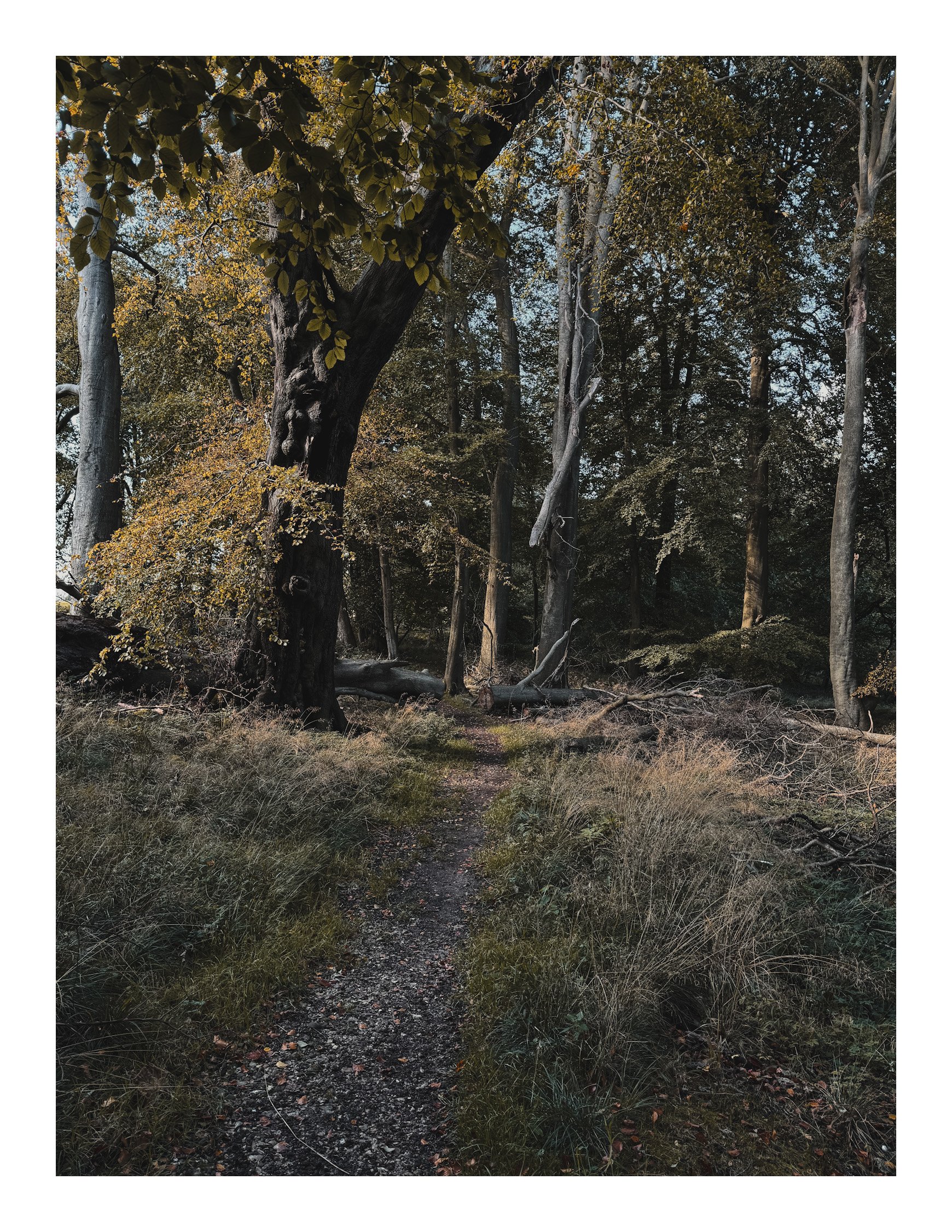Jamie-Fraser-Photography-The Chiltern Hills-Buckinghamshire-IMG_1201.JPG