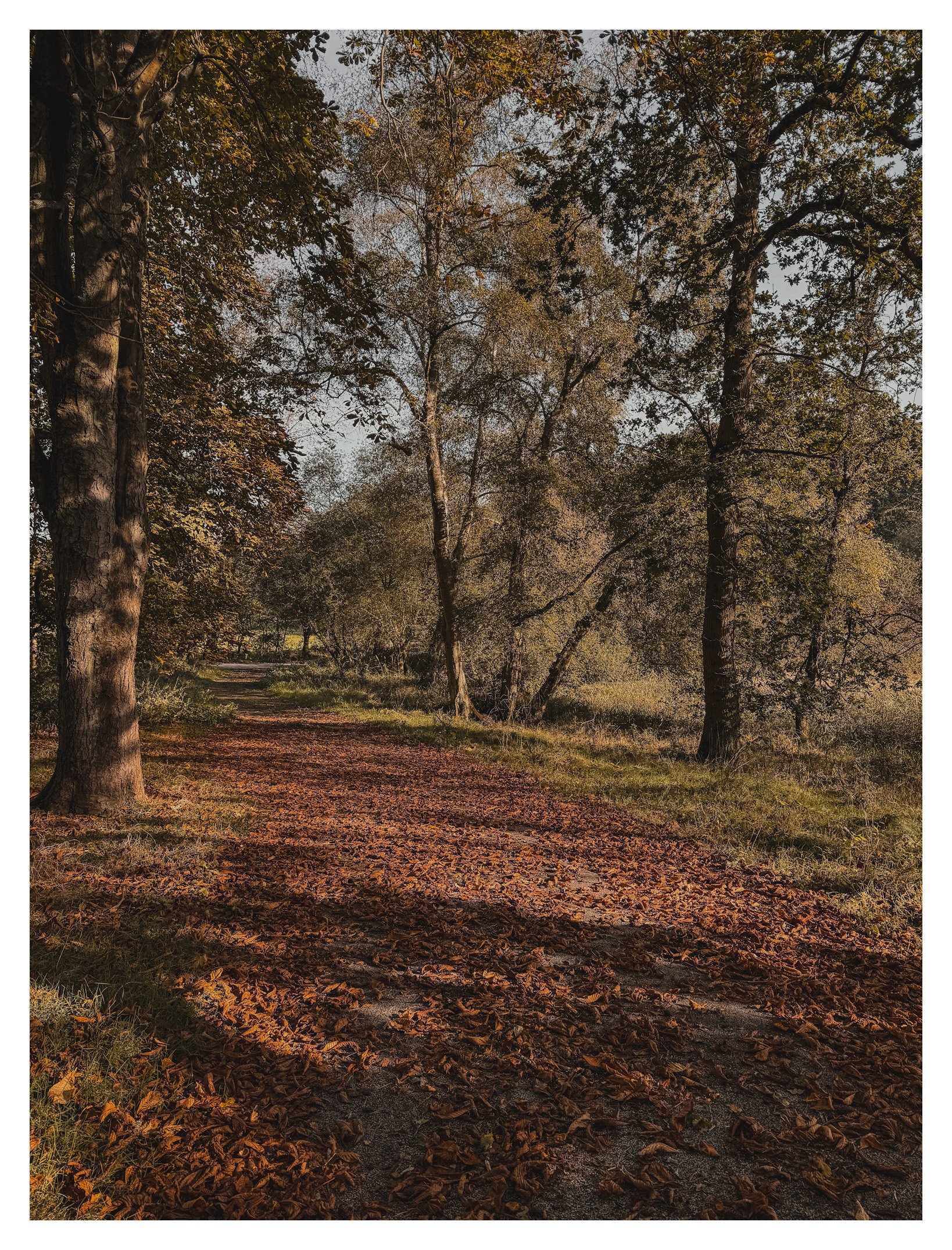 Jamie-Fraser-Photography-The Chiltern Hills-Buckinghamshire-IMG_2186.JPG