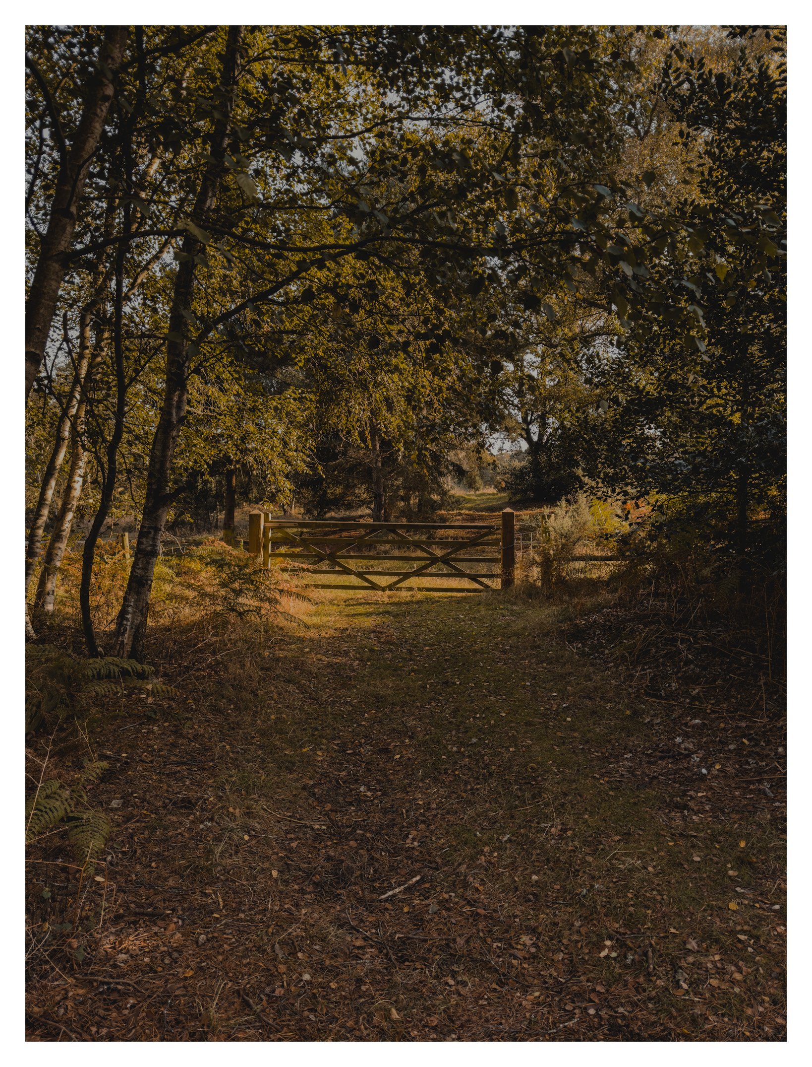 Jamie-Fraser-Photography-The Chiltern Hills-Buckinghamshire-IMG_2187.JPG