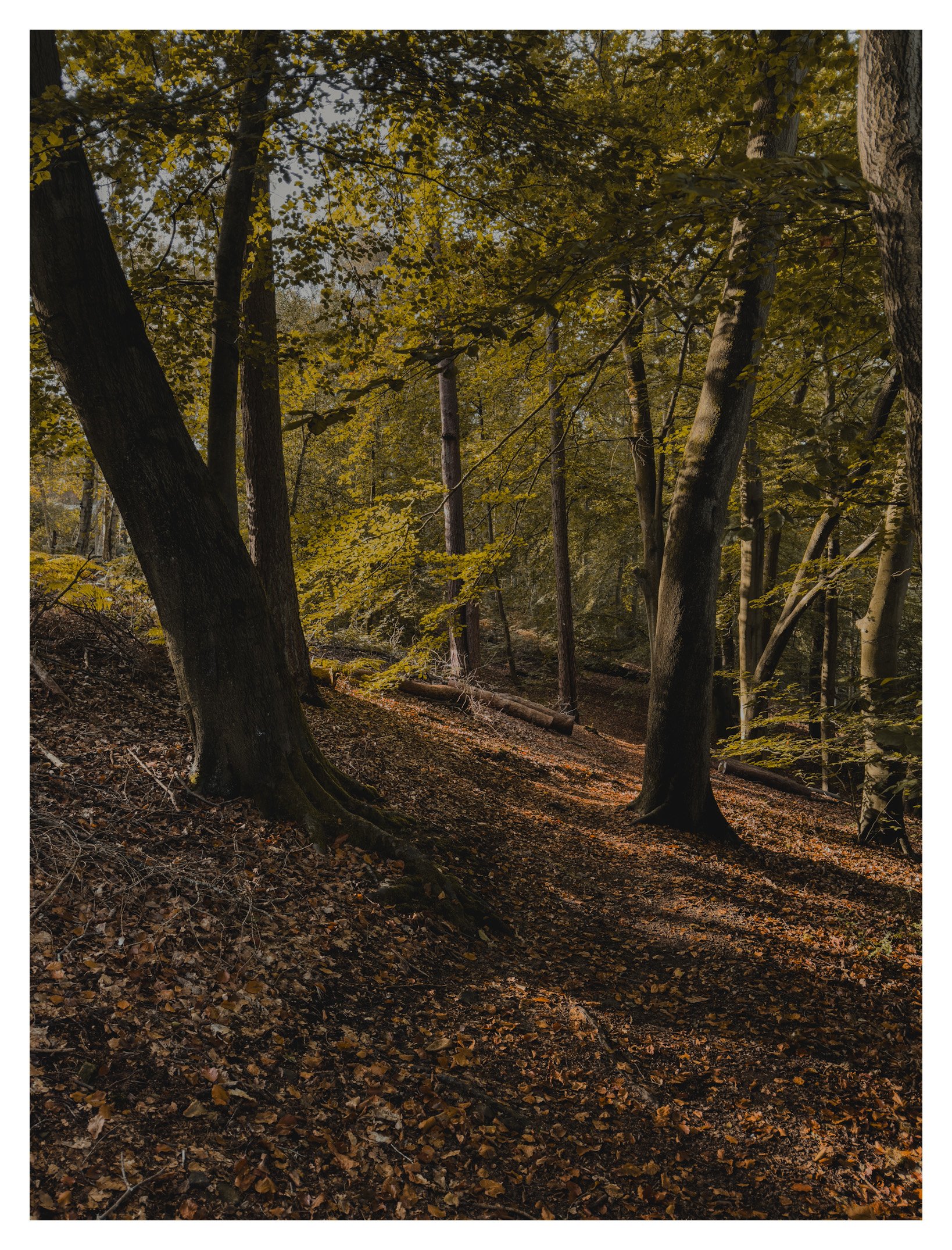 Jamie-Fraser-Photography-The Chiltern Hills-Buckinghamshire-IMG_2194.JPG