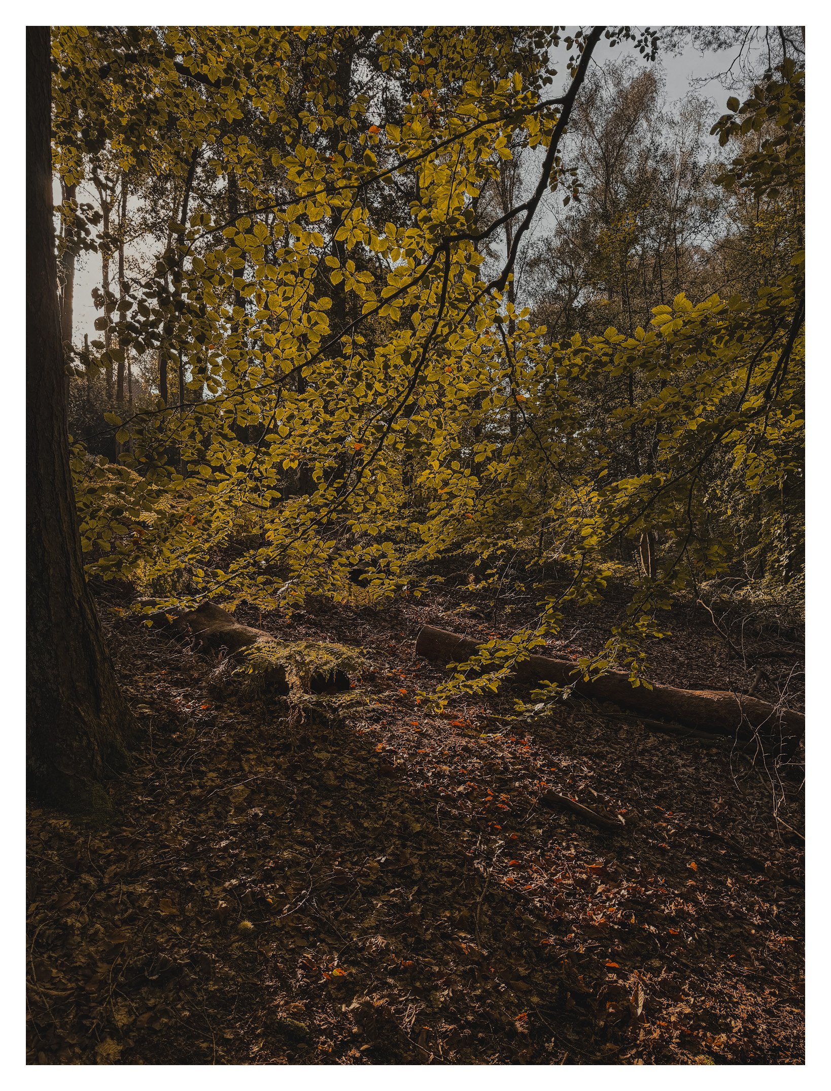 Jamie-Fraser-Photography-The Chiltern Hills-Buckinghamshire-IMG_2195.JPG