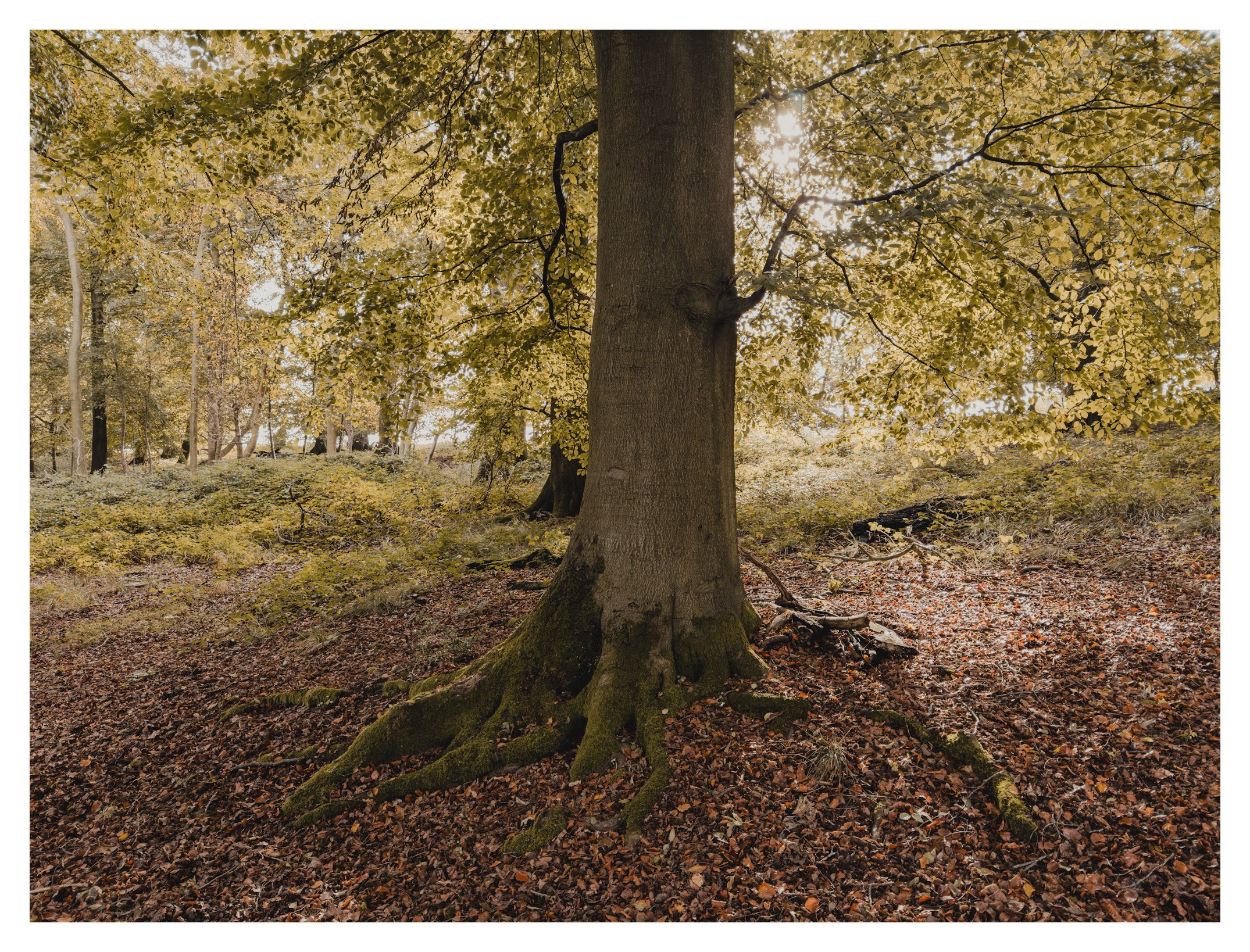Jamie-Fraser-Photography-The Chiltern Hills-Buckinghamshire-IMG_2744.JPG
