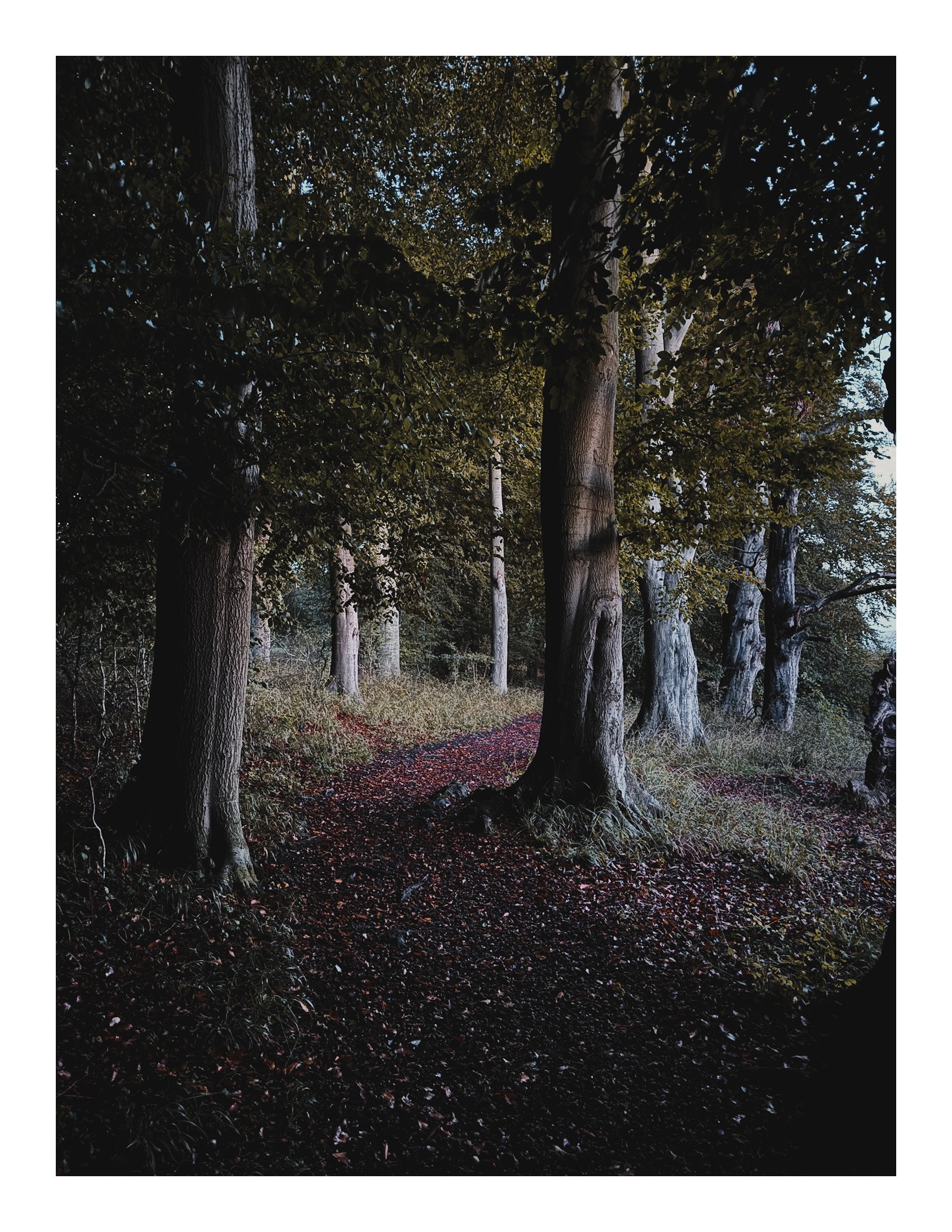 Jamie-Fraser-Photography-The Chiltern Hills-Buckinghamshire-IMG_7993.JPG