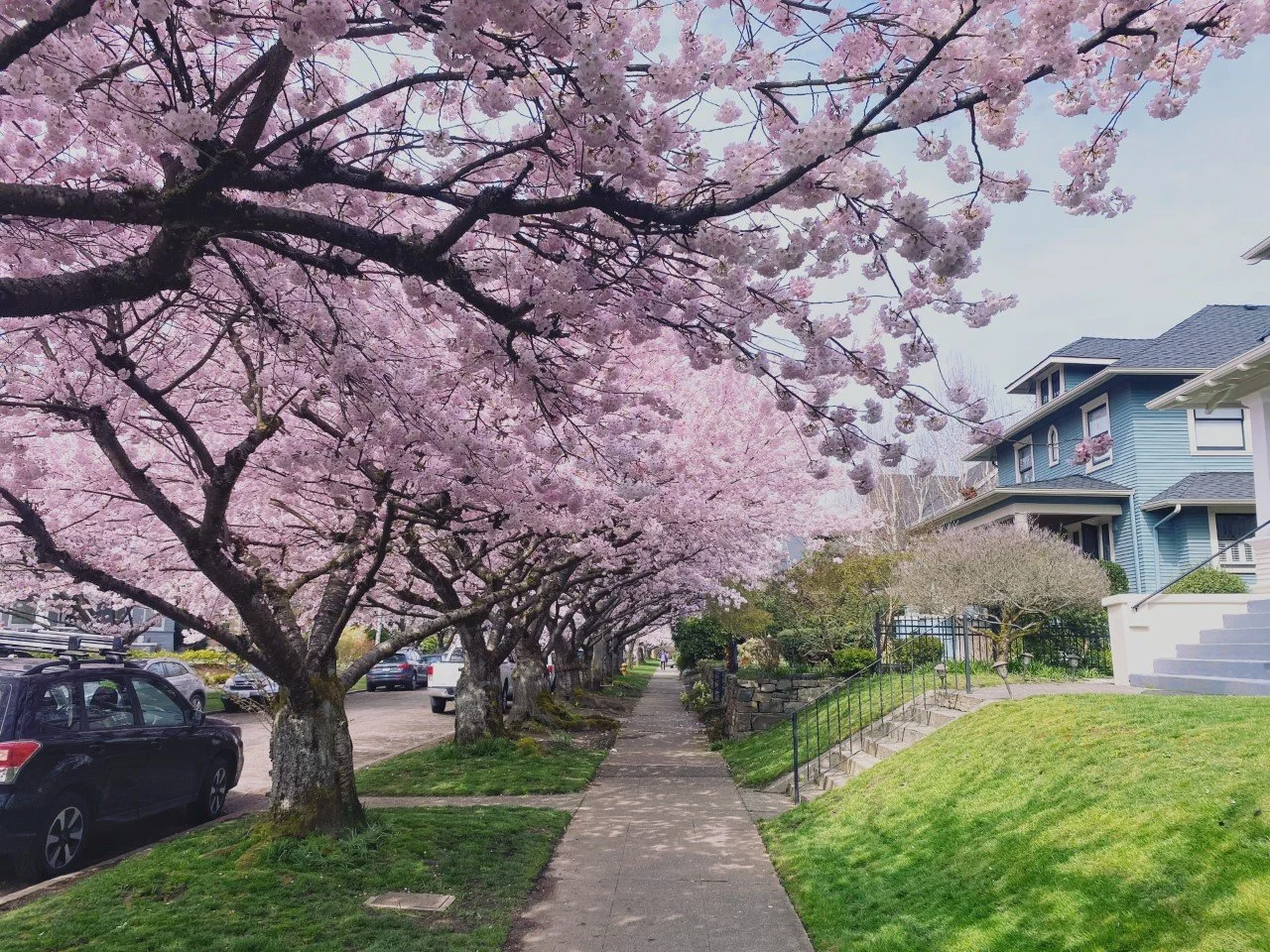 Cherry Blossoms in Washington