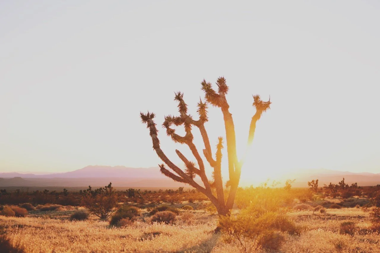Joshua Tree.jpg