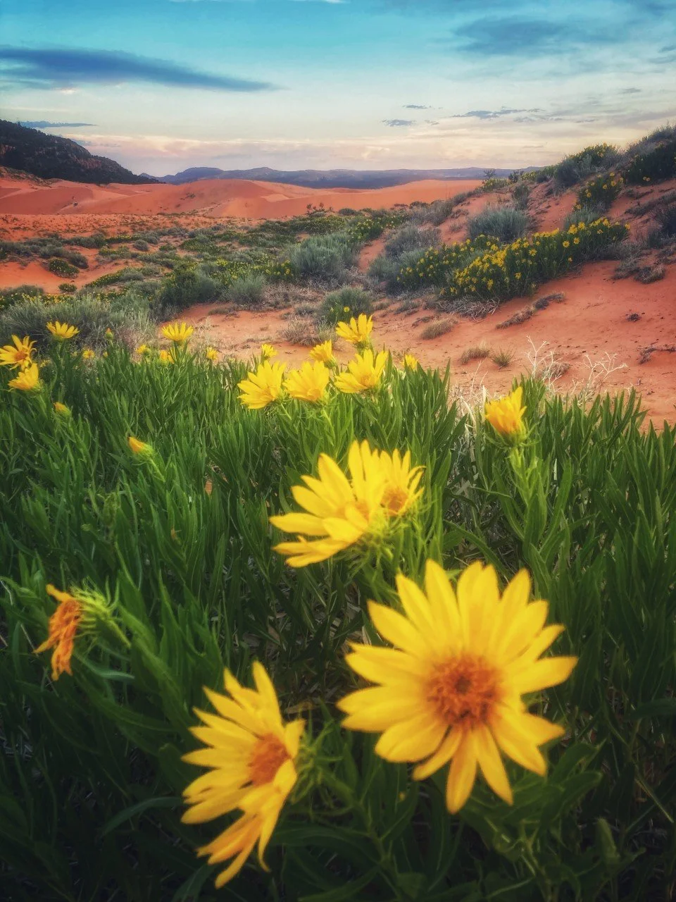 Coral Pink Sand Dunes State Park.jpg