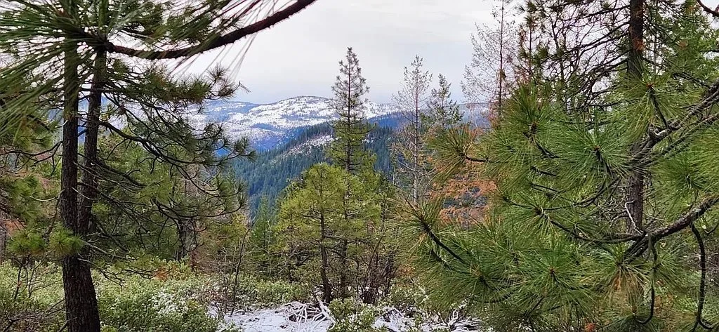 An Old Gold Mine on 41 Acres - $195,000