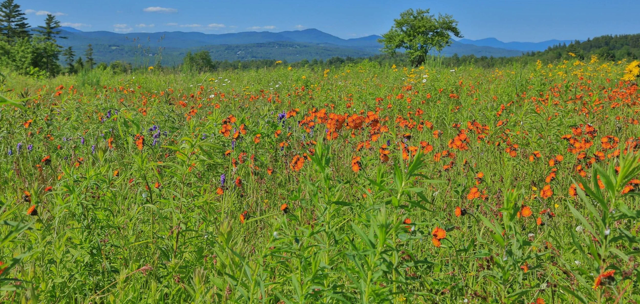 Over 14 Acres in Dalton, NH - $159,000