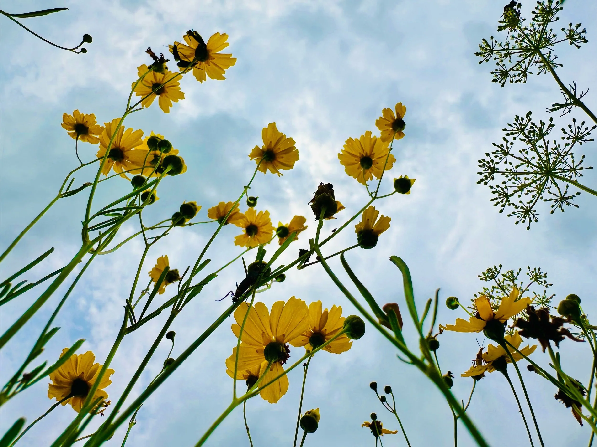 Florida Natives in Our Yard