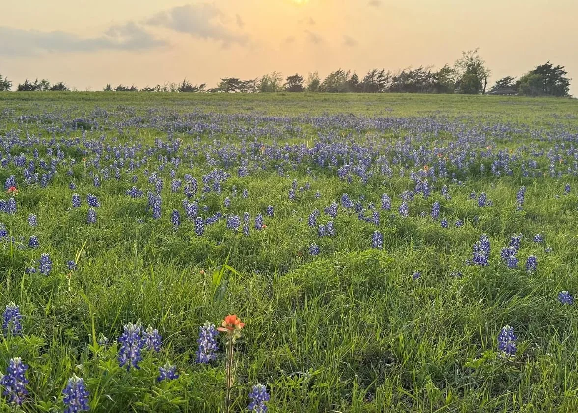 10.5 Acres in Bleiblerville, TX - $349,000