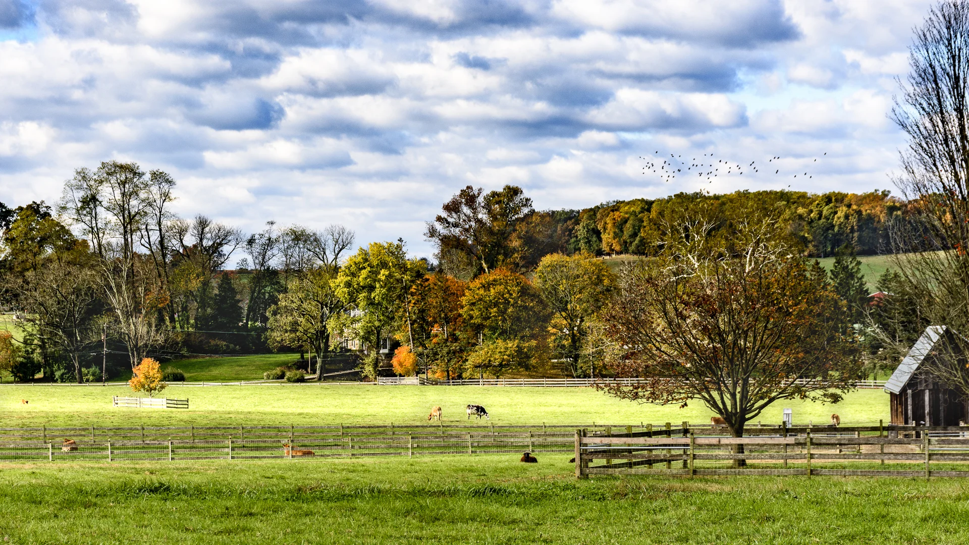 Dairy Fields 2