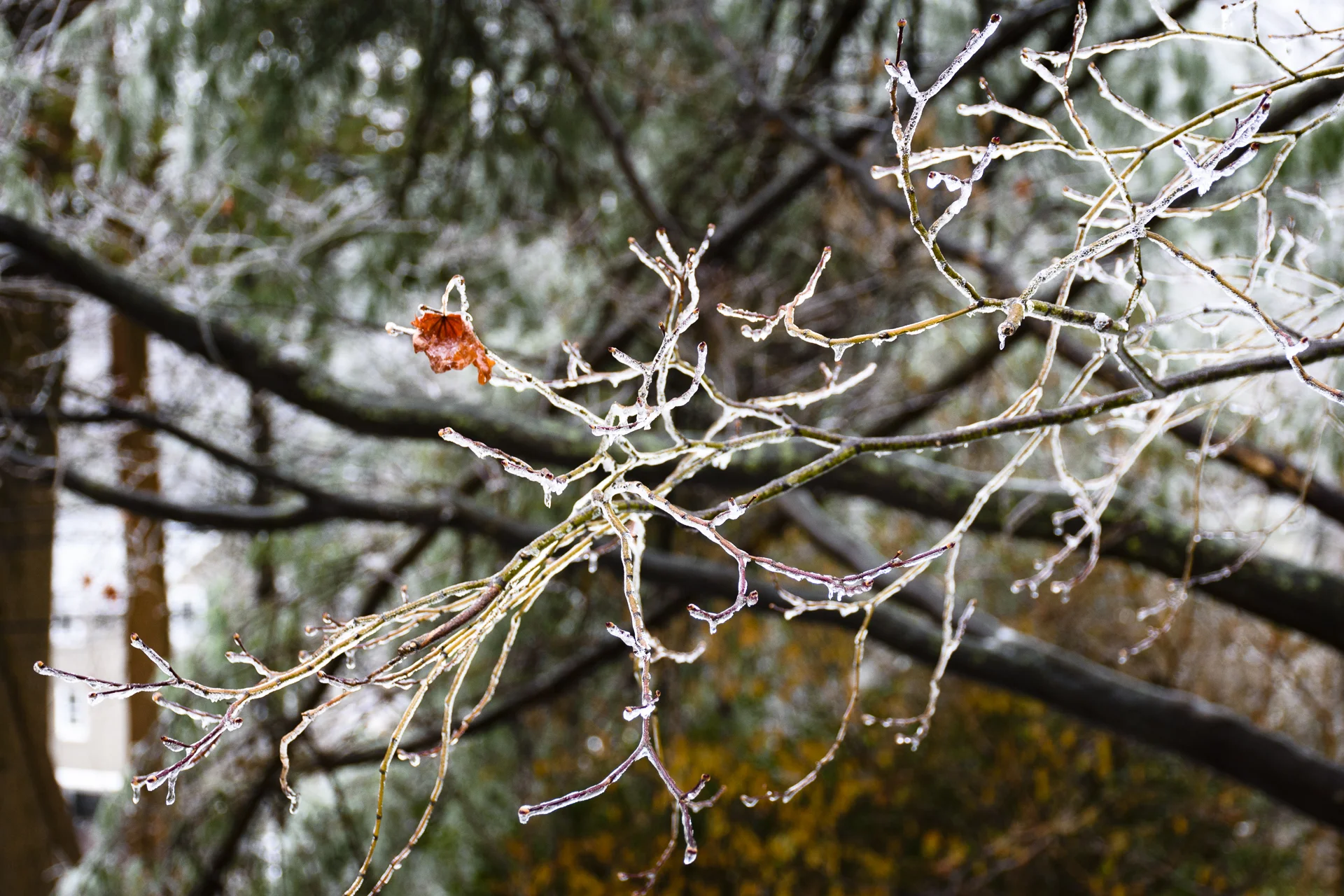Last Maple Leaf in Autumn Ice Storm, Rose Valley, Pennsylvania, 2016