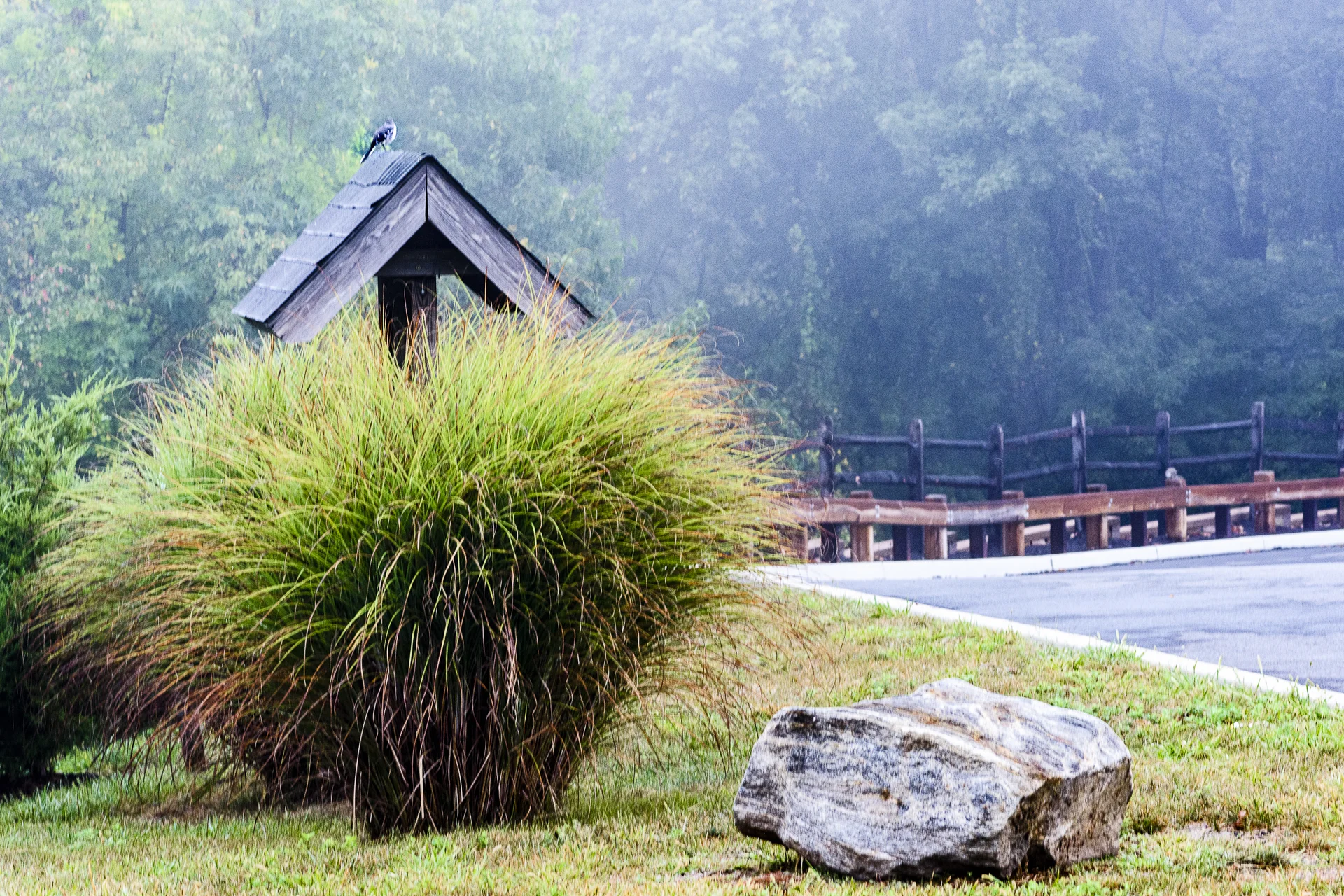 Bird on a Roof in the Misty Morning, Media, Pennsylvania, 2016