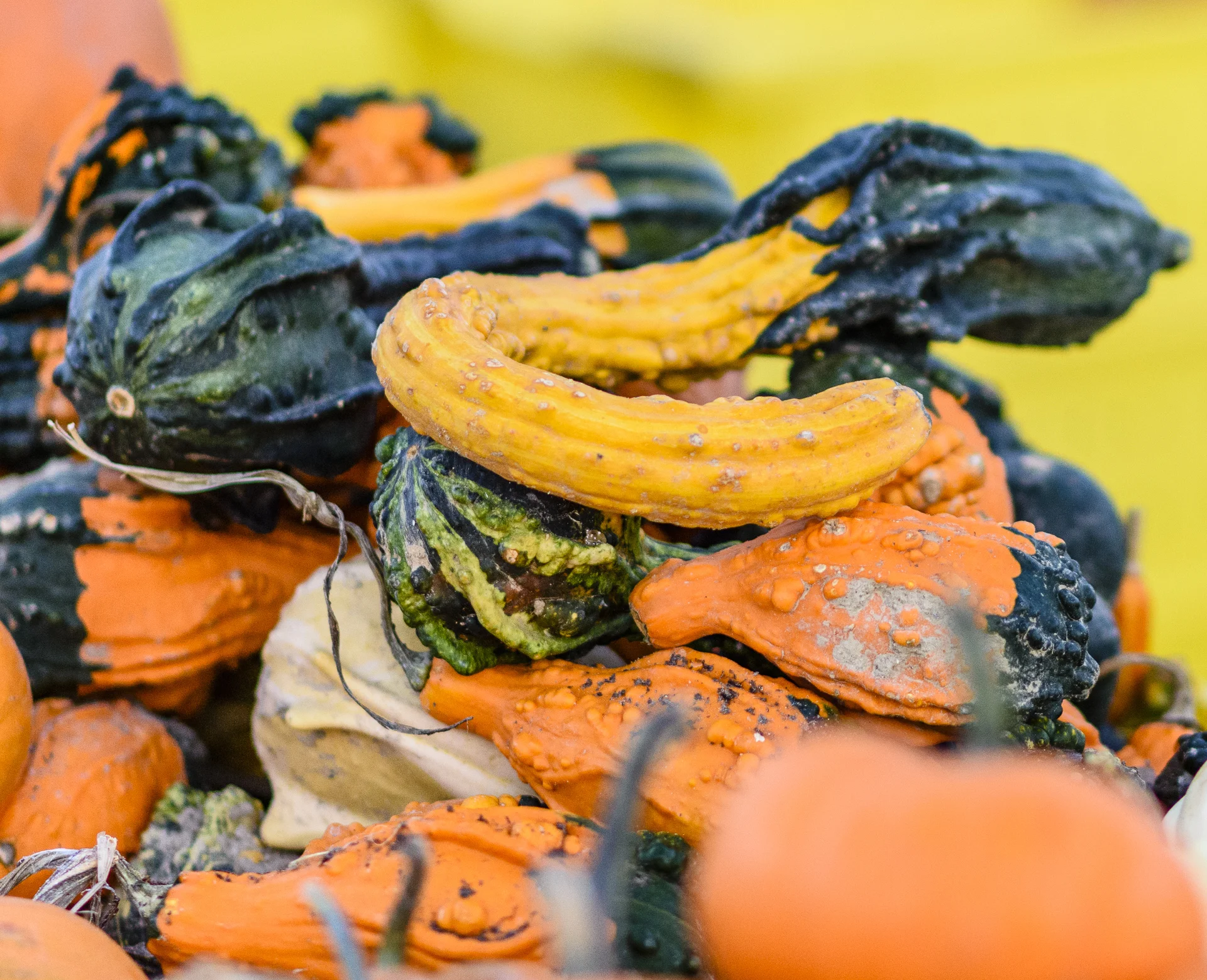 Squashes