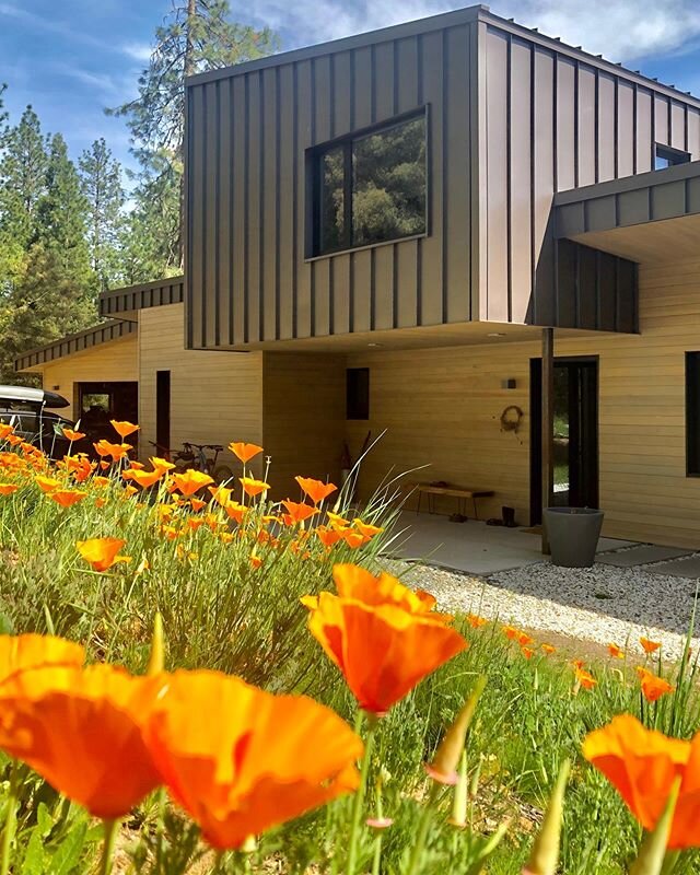 California poppies have taken hold at the Good Haus ...