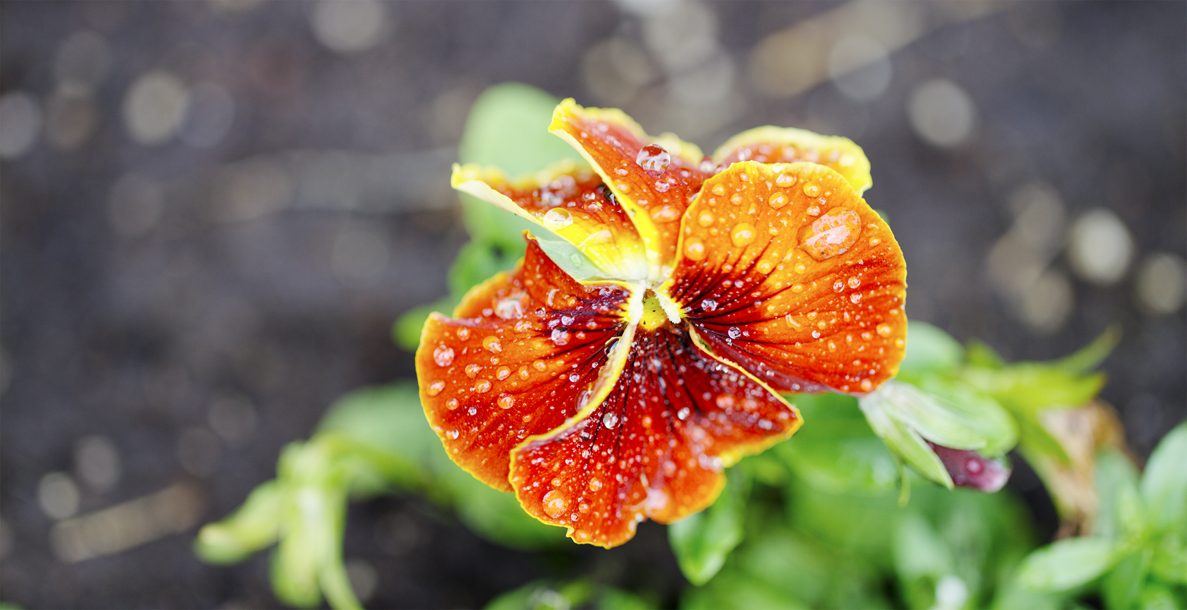 wet flower 4web.jpg