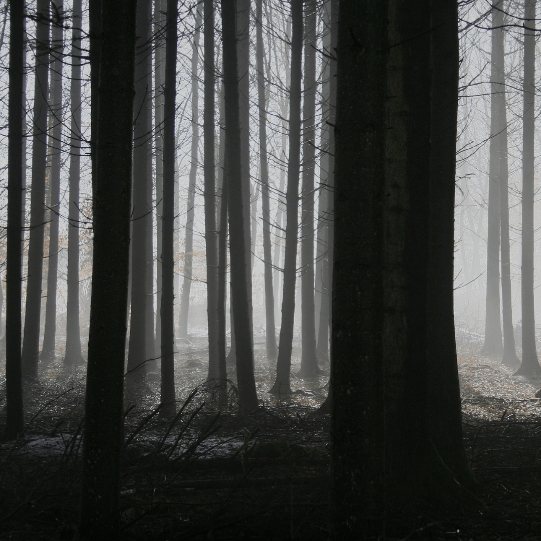 Navigating Trauma Therapy: What to Expect and How to Prepare in Tampa, FL