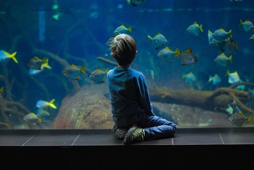 Person watching fish at aquarium. This can be a way to help heal and cope from trauma. Learn more about trauma therapy  and other services in Tampa, FL.